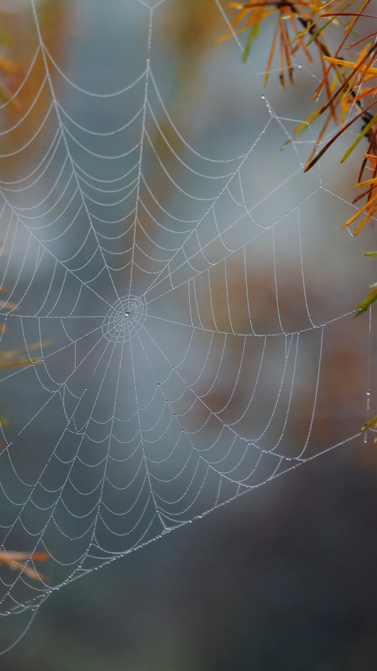 Download mobile wallpaper Nature, Photography, Spider Web for free.