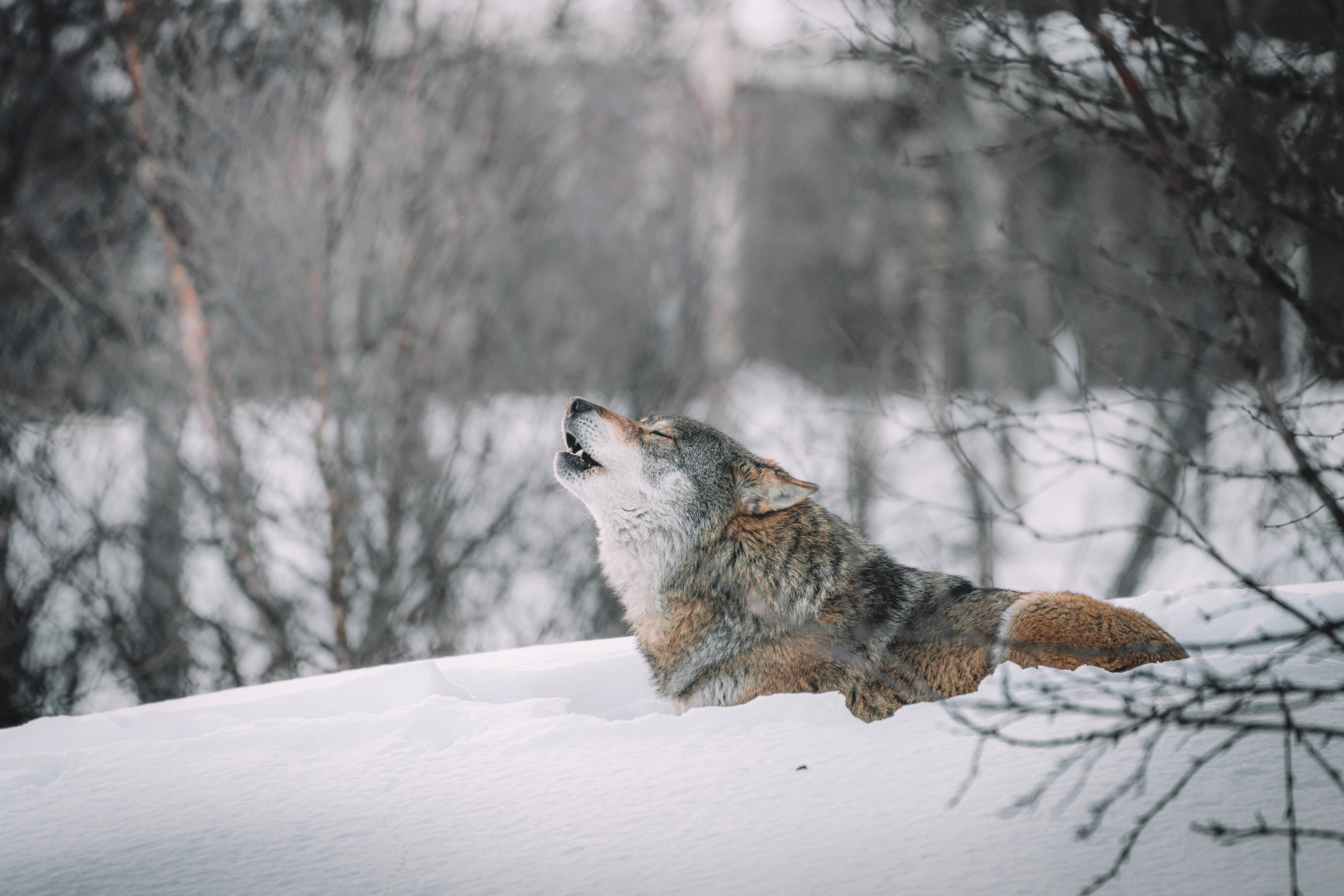 animals, snow, predator, wolf, wildlife, howl
