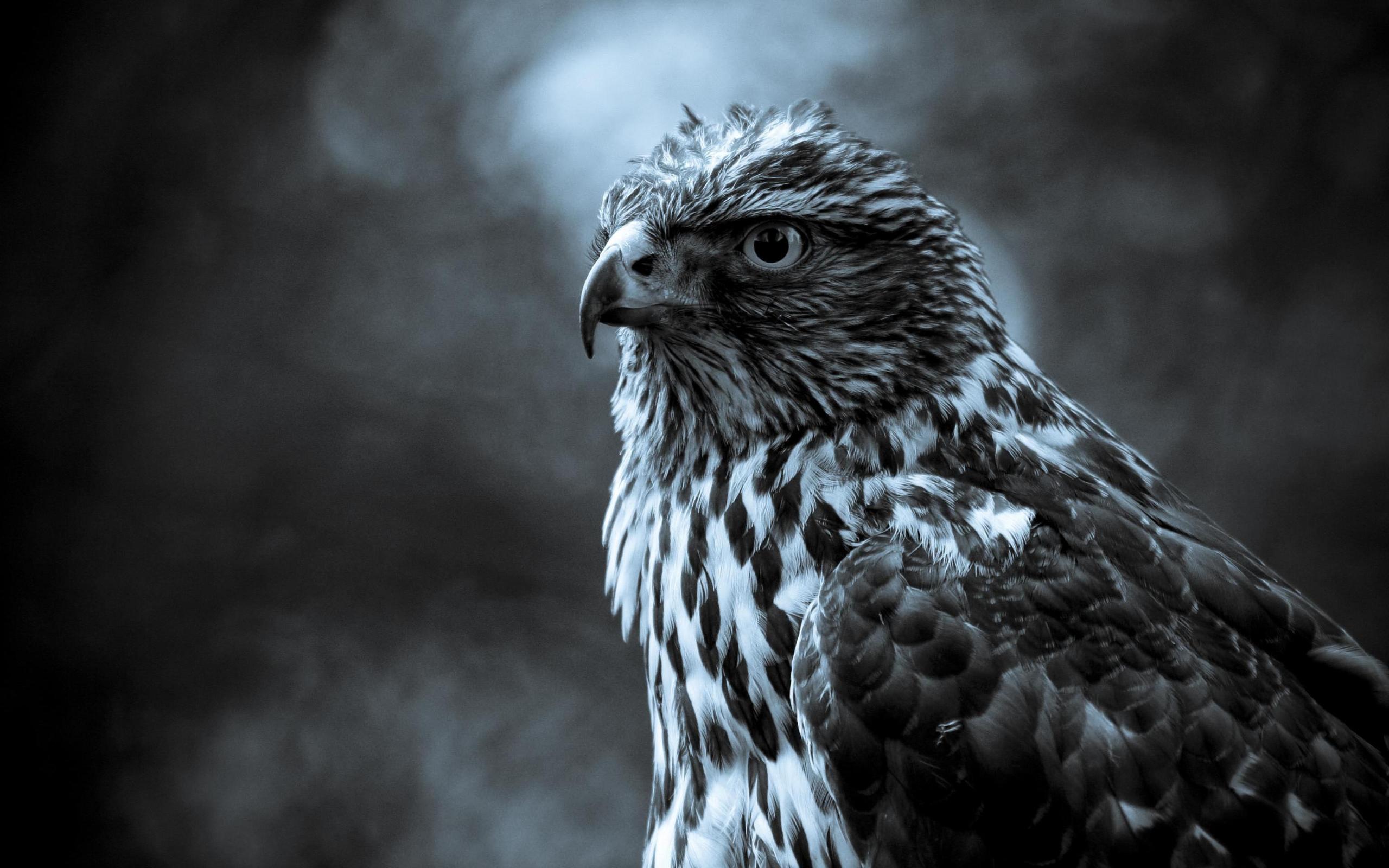 Free download wallpaper Animal, Hawk on your PC desktop