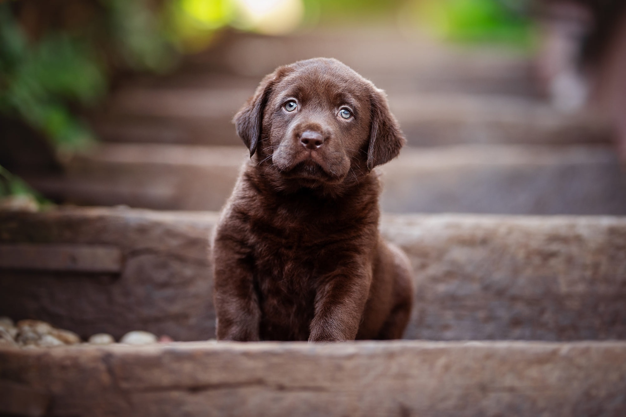 Laden Sie das Tiere, Hunde, Hund, Welpen, Tierbaby-Bild kostenlos auf Ihren PC-Desktop herunter