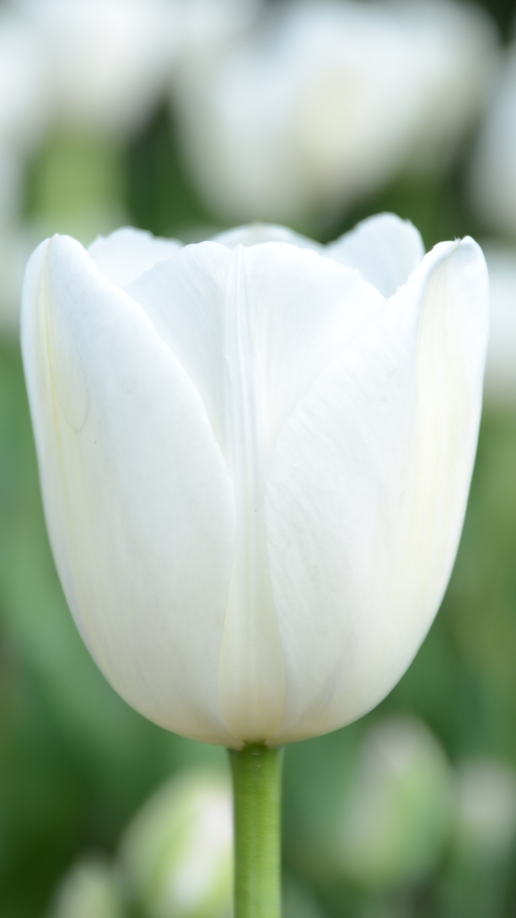 Descarga gratuita de fondo de pantalla para móvil de Flores, Flor, De Cerca, Bokeh, Tulipán, Flor Blanca, Tierra/naturaleza.