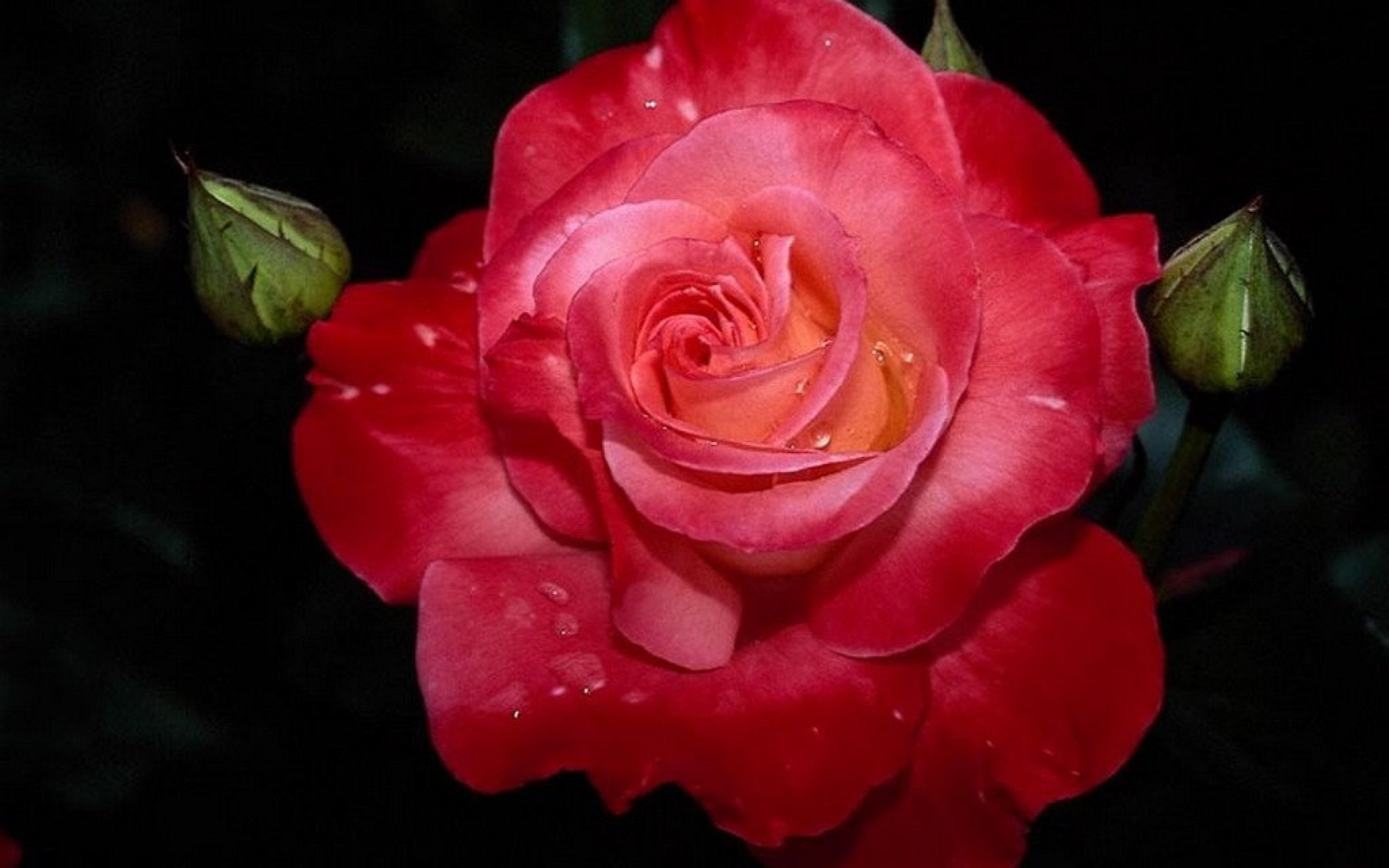 Скачать обои бесплатно Цветок, Роза, Земля, Крупный План, Красный Цветок, Земля/природа картинка на рабочий стол ПК
