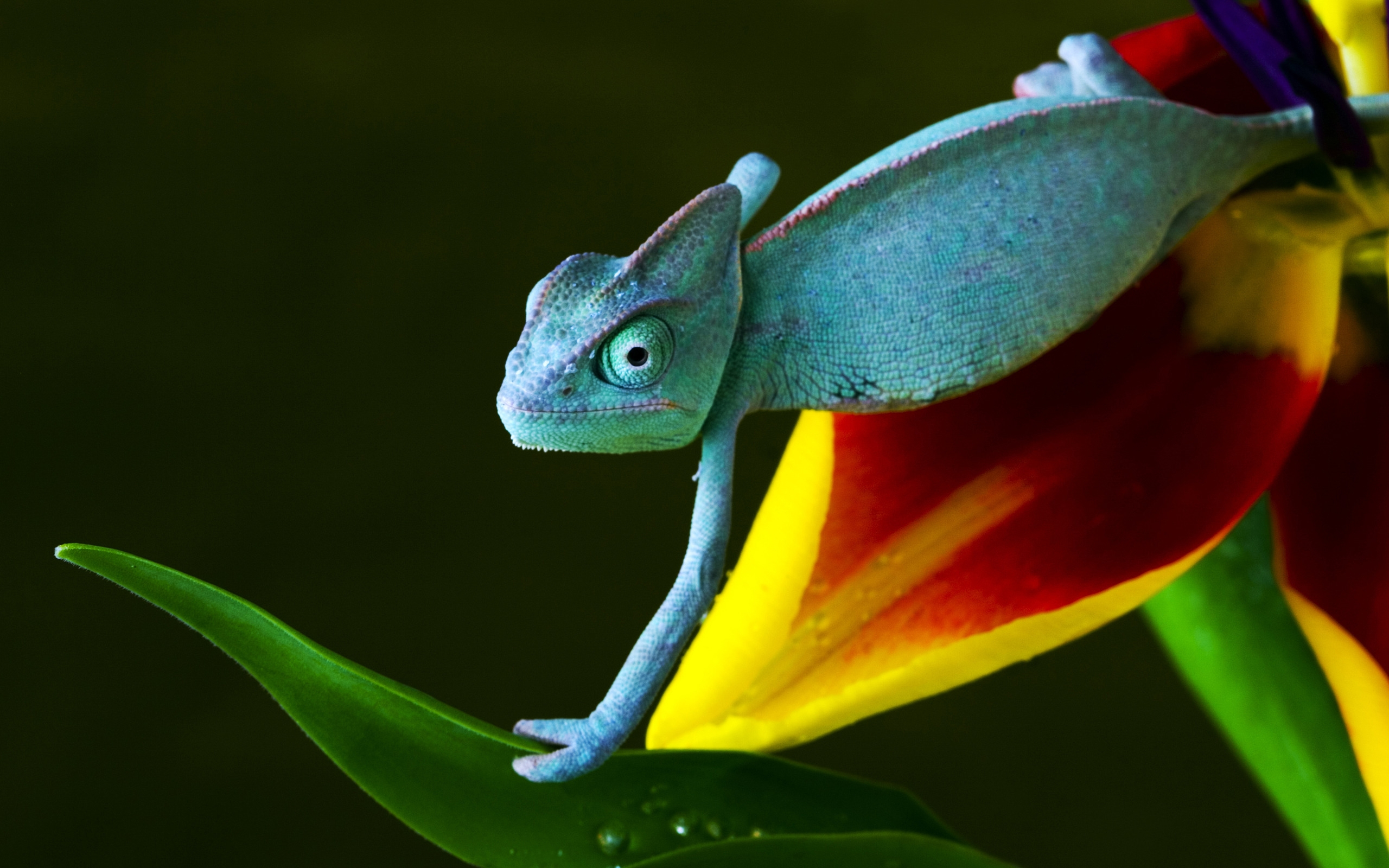 166970 descargar fondo de pantalla animales, camaleón, lagarto, reptiles: protectores de pantalla e imágenes gratis