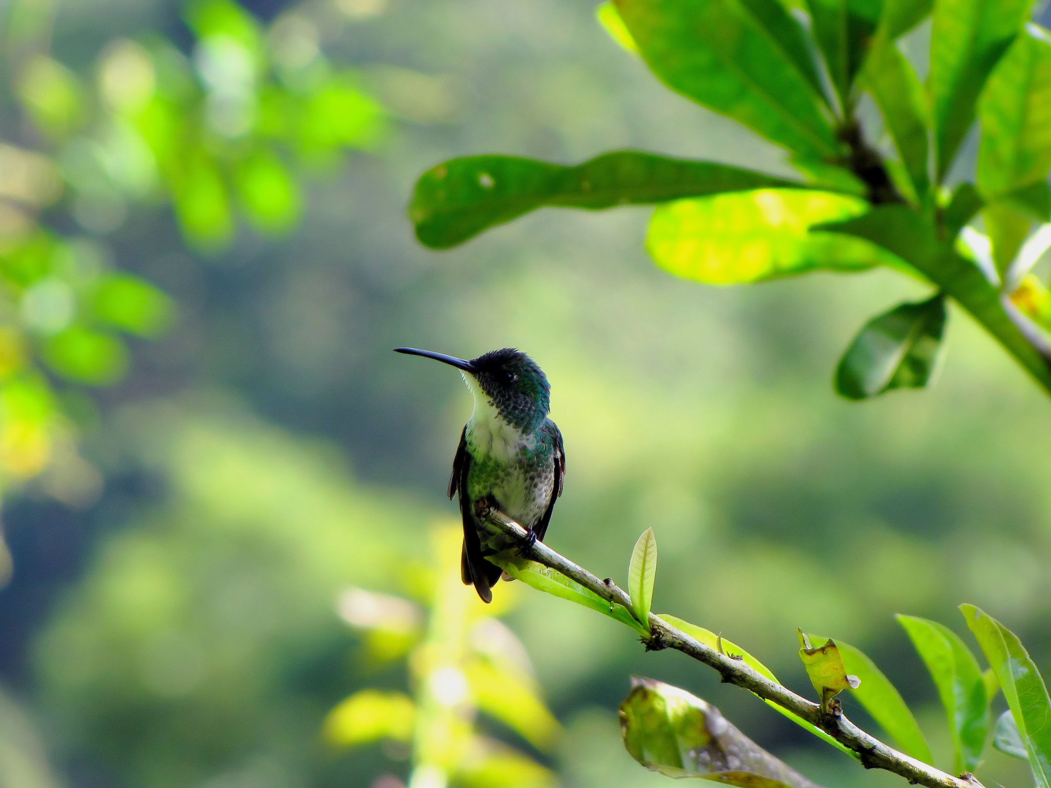 Téléchargez des papiers peints mobile Animaux, Oiseau, Branche, Des Oiseaux, Colibri gratuitement.