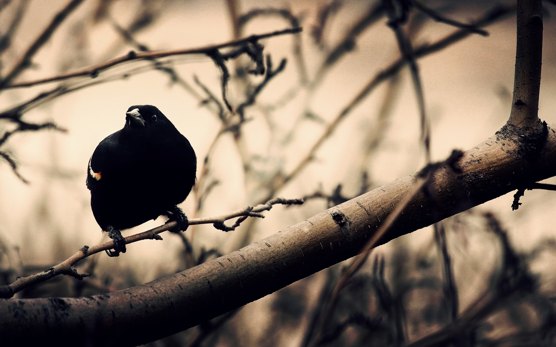 Baixe gratuitamente a imagem Animais, Aves, Pássaro na área de trabalho do seu PC