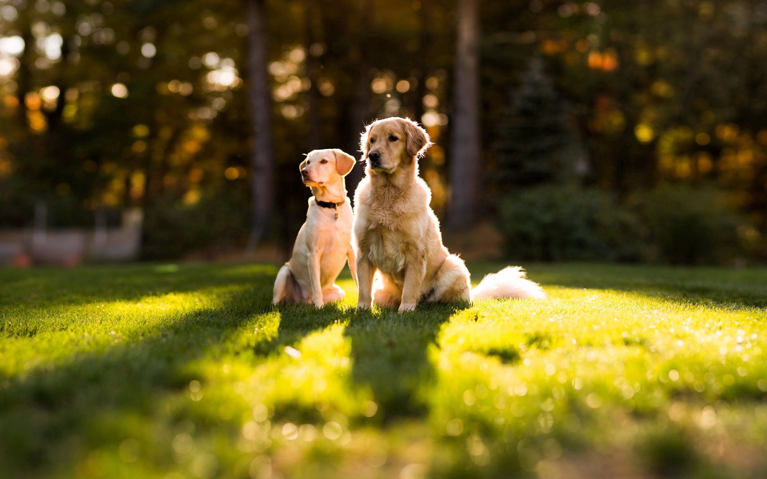Free download wallpaper Grass, Shine, Light, Pair, Animals, Dogs, Couple on your PC desktop