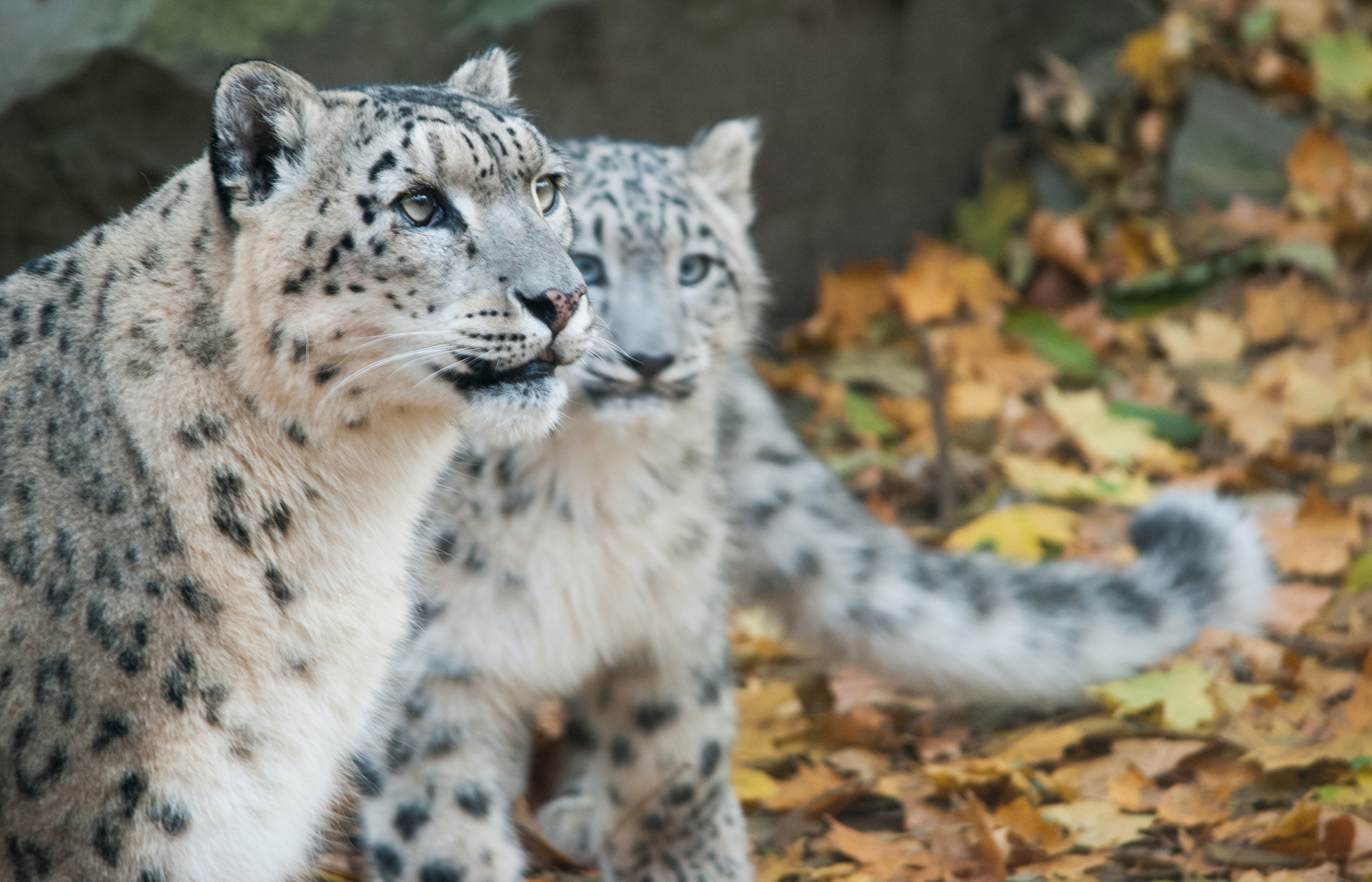 Free download wallpaper Cats, Snow Leopard, Animal, Depth Of Field on your PC desktop