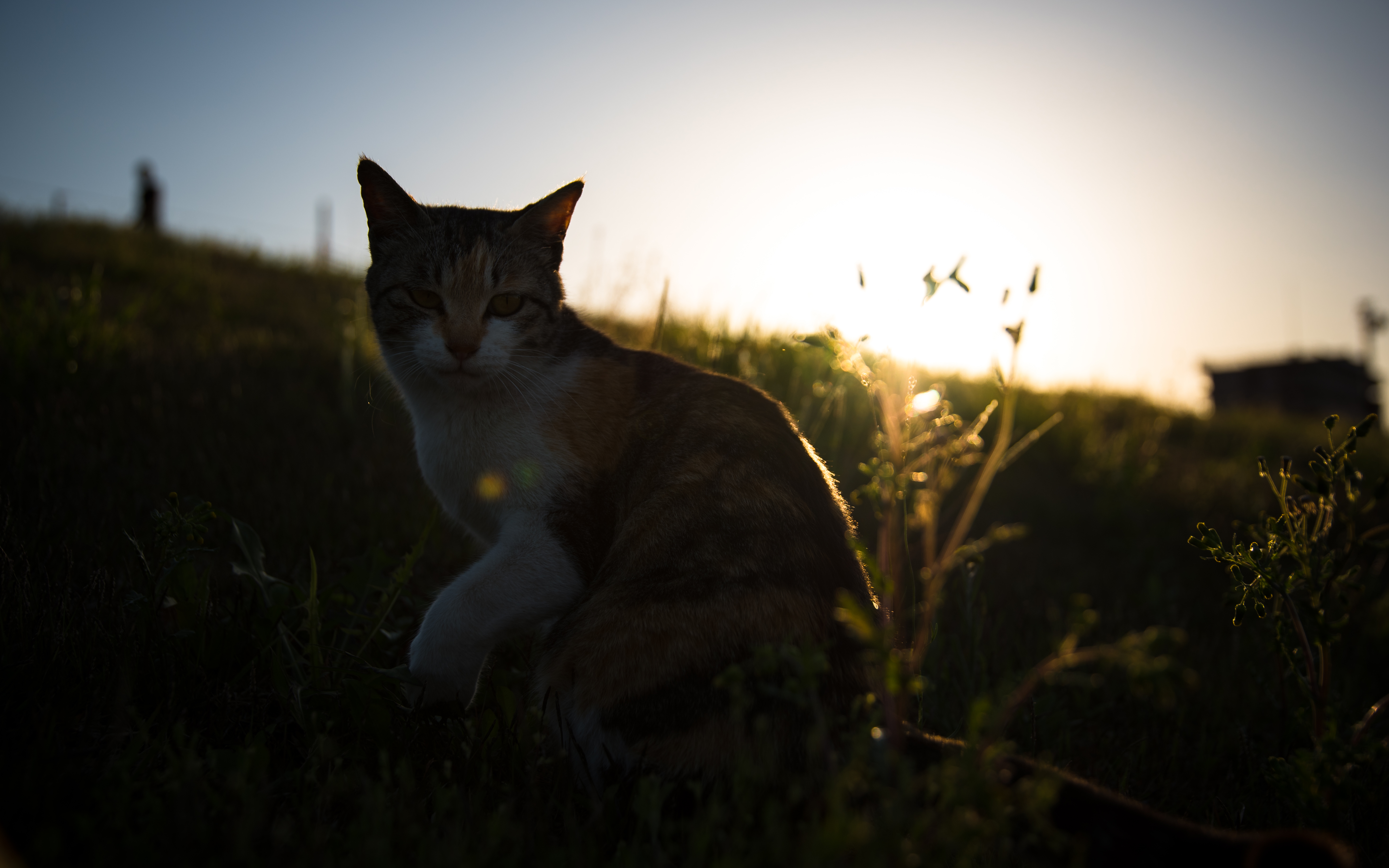 Free download wallpaper Grass, Spotted, Spotty, Pet, Animals, Cat on your PC desktop