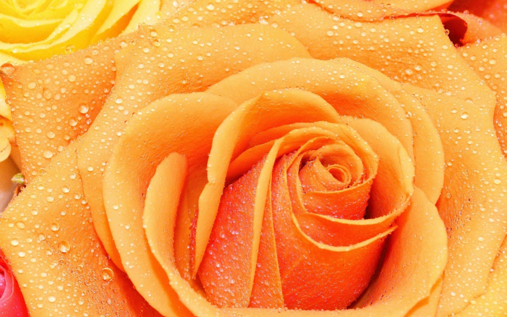Download mobile wallpaper Rose Flower, Petals, Rose, Drops, Macro for free.