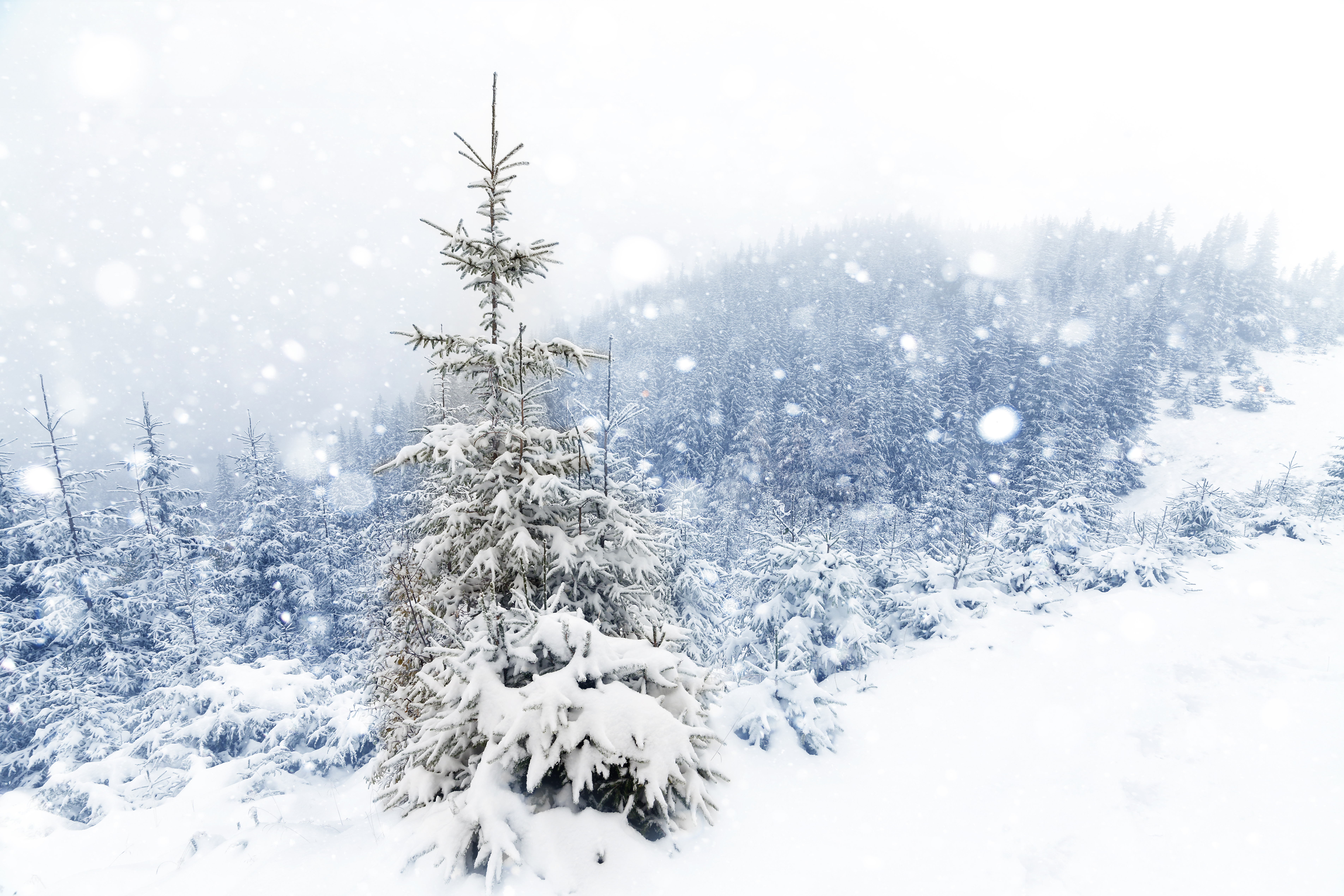 Téléchargez gratuitement l'image Hiver, Terre/nature sur le bureau de votre PC