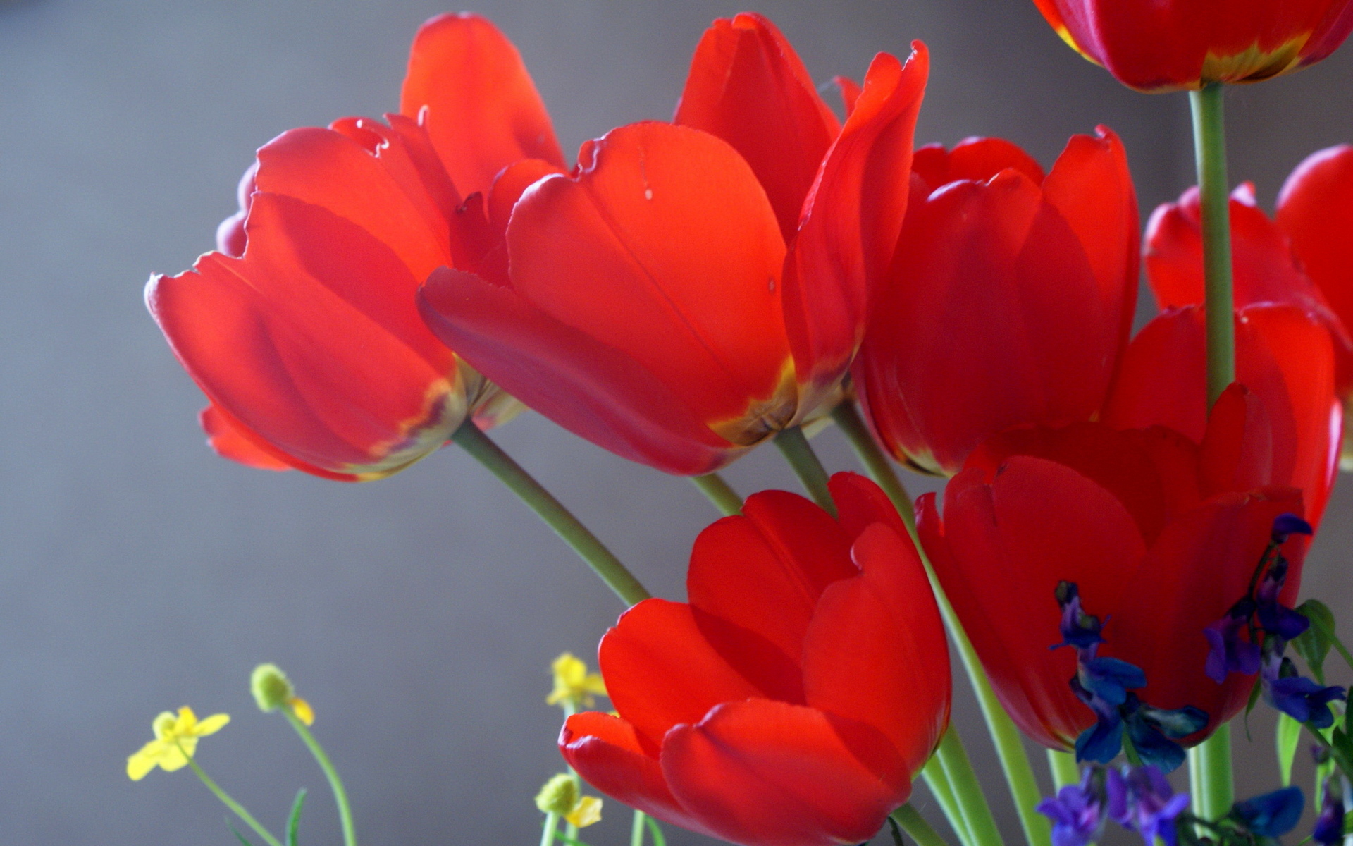 Download mobile wallpaper Red Flower, Tulip, Flowers, Flower, Earth for free.