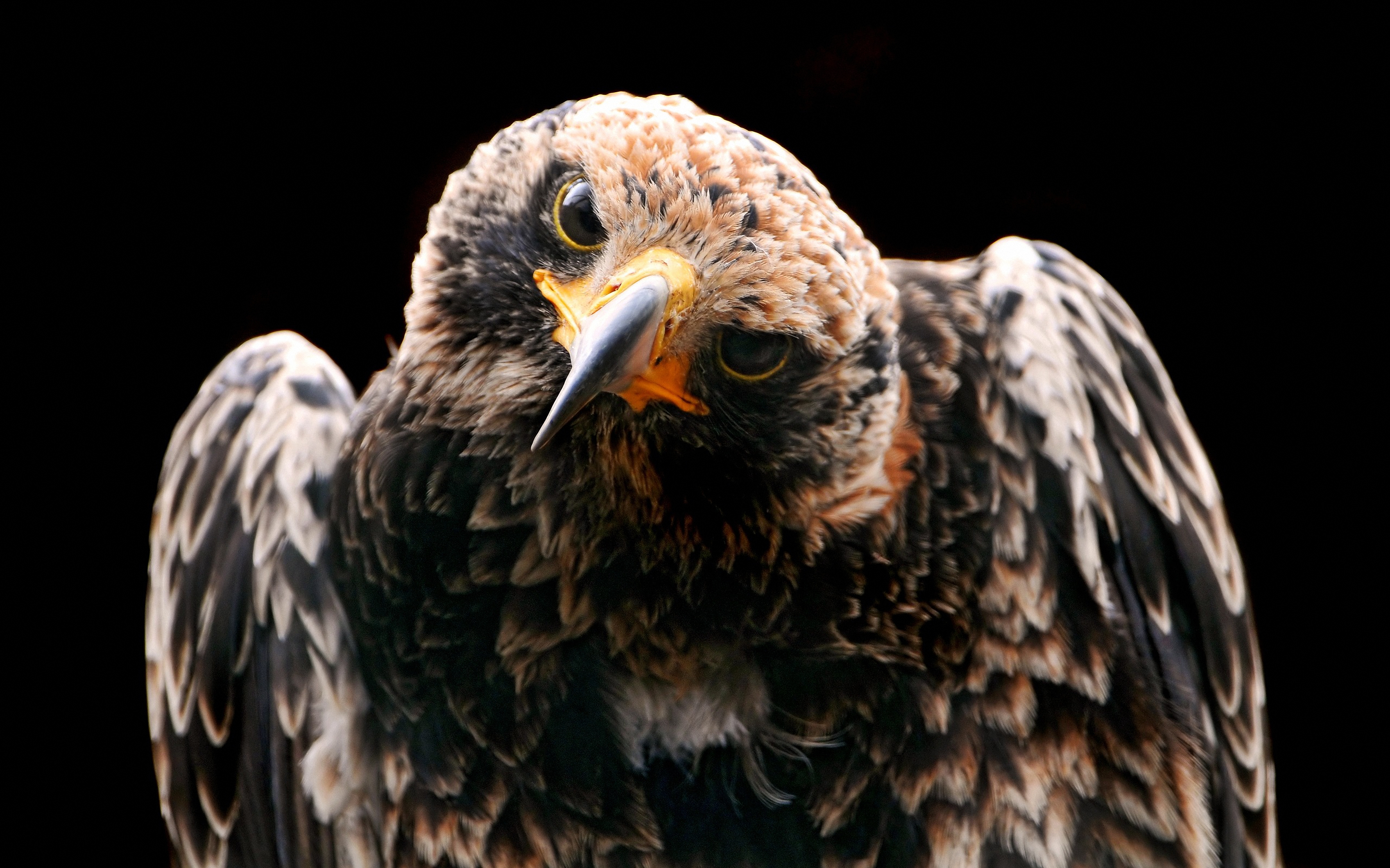 Laden Sie das Tiere, Vögel, Vogel, Adler-Bild kostenlos auf Ihren PC-Desktop herunter