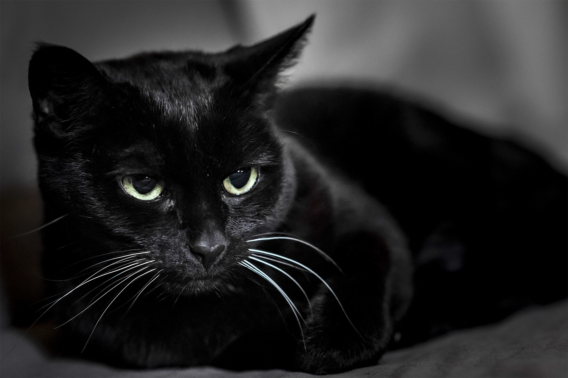 103503 скачать картинку животные, черный кот, морда, взгляд - обои и заставки бесплатно