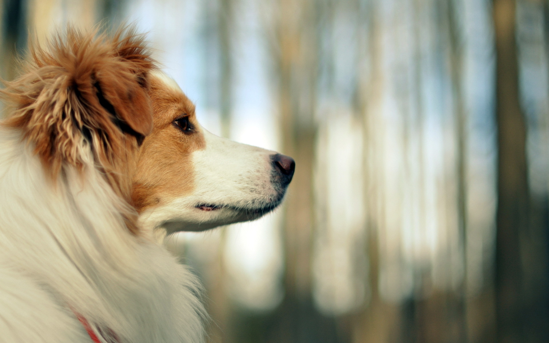 無料モバイル壁紙動物, 犬をダウンロードします。