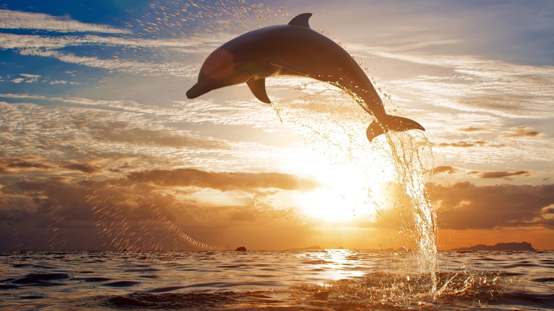 49356 Bild herunterladen delfine, tiere, landschaft, sunset, sea, orange - Hintergrundbilder und Bildschirmschoner kostenlos