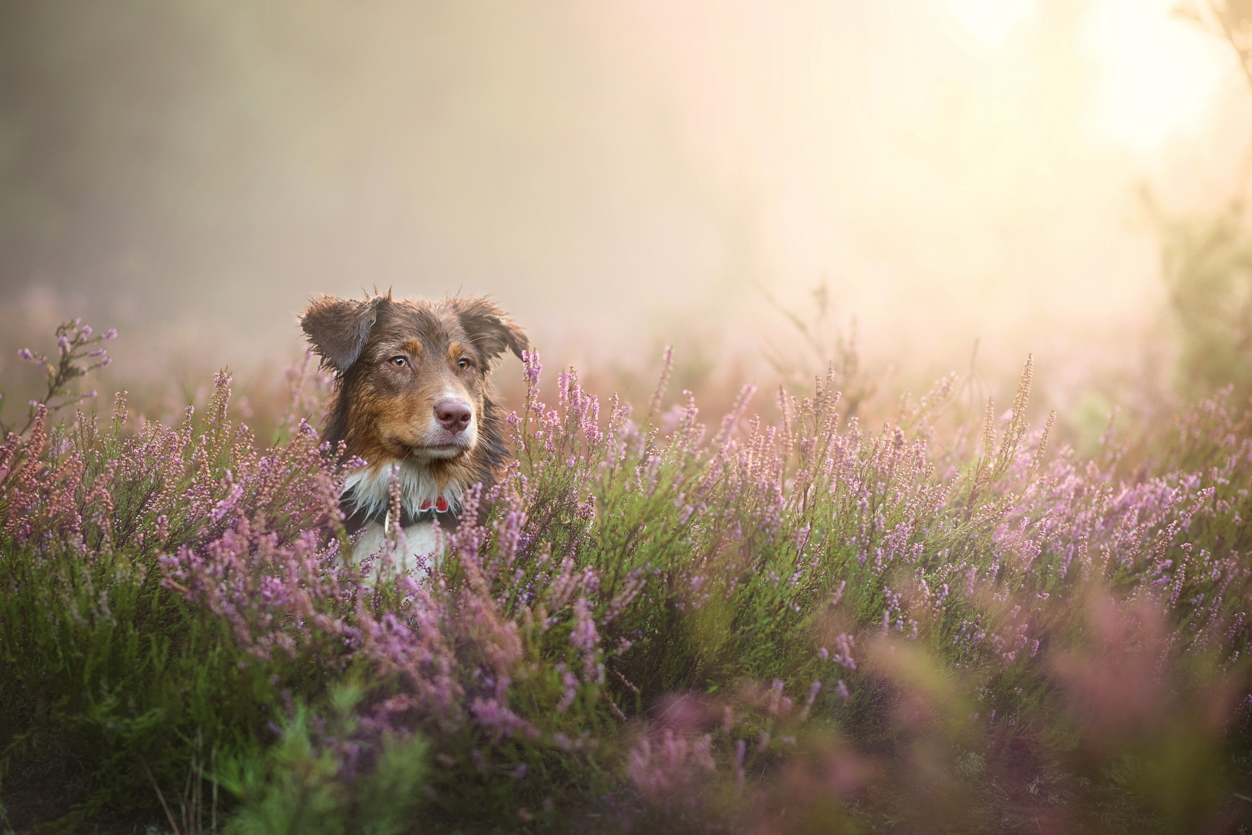 Download mobile wallpaper Dogs, Flower, Dog, Fog, Animal, Purple Flower for free.