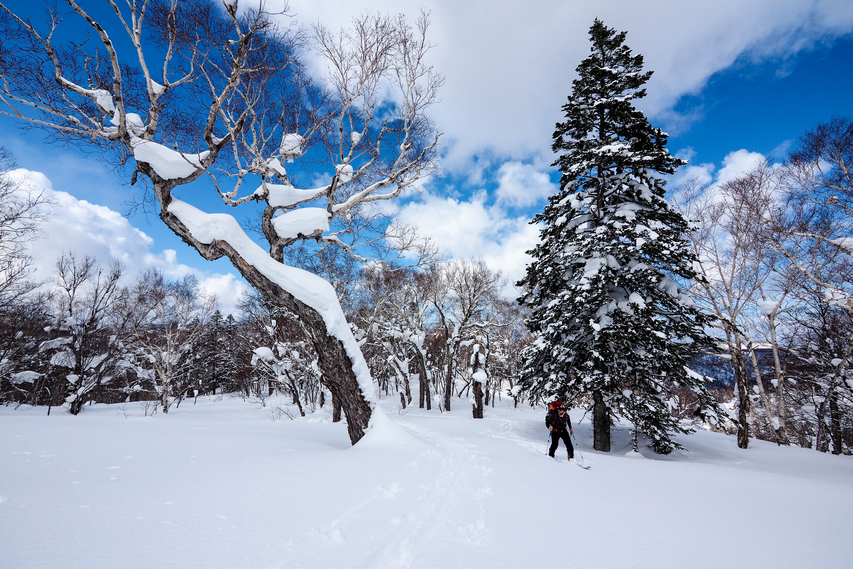 Скачать обои бесплатно Зима, Снег, Лес, Виды Спорта, Катание На Лыжах картинка на рабочий стол ПК