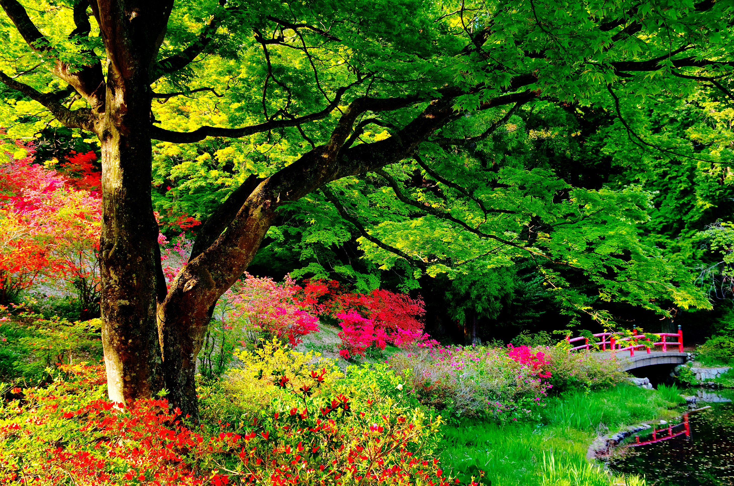 739617 скачать обои сделано человеком, японский сад, мост, красочный, цветок, сад, листва, кустарник, дерево - заставки и картинки бесплатно