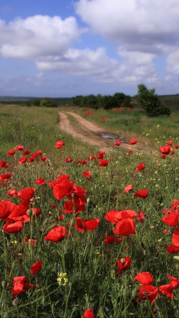 Download mobile wallpaper Poppy, Flowers, Earth for free.