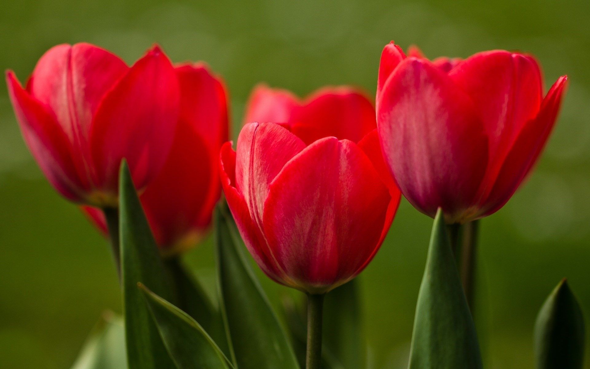 Descarga gratis la imagen Flores, Flor, De Cerca, Tulipán, Flor Roja, Tierra/naturaleza en el escritorio de tu PC