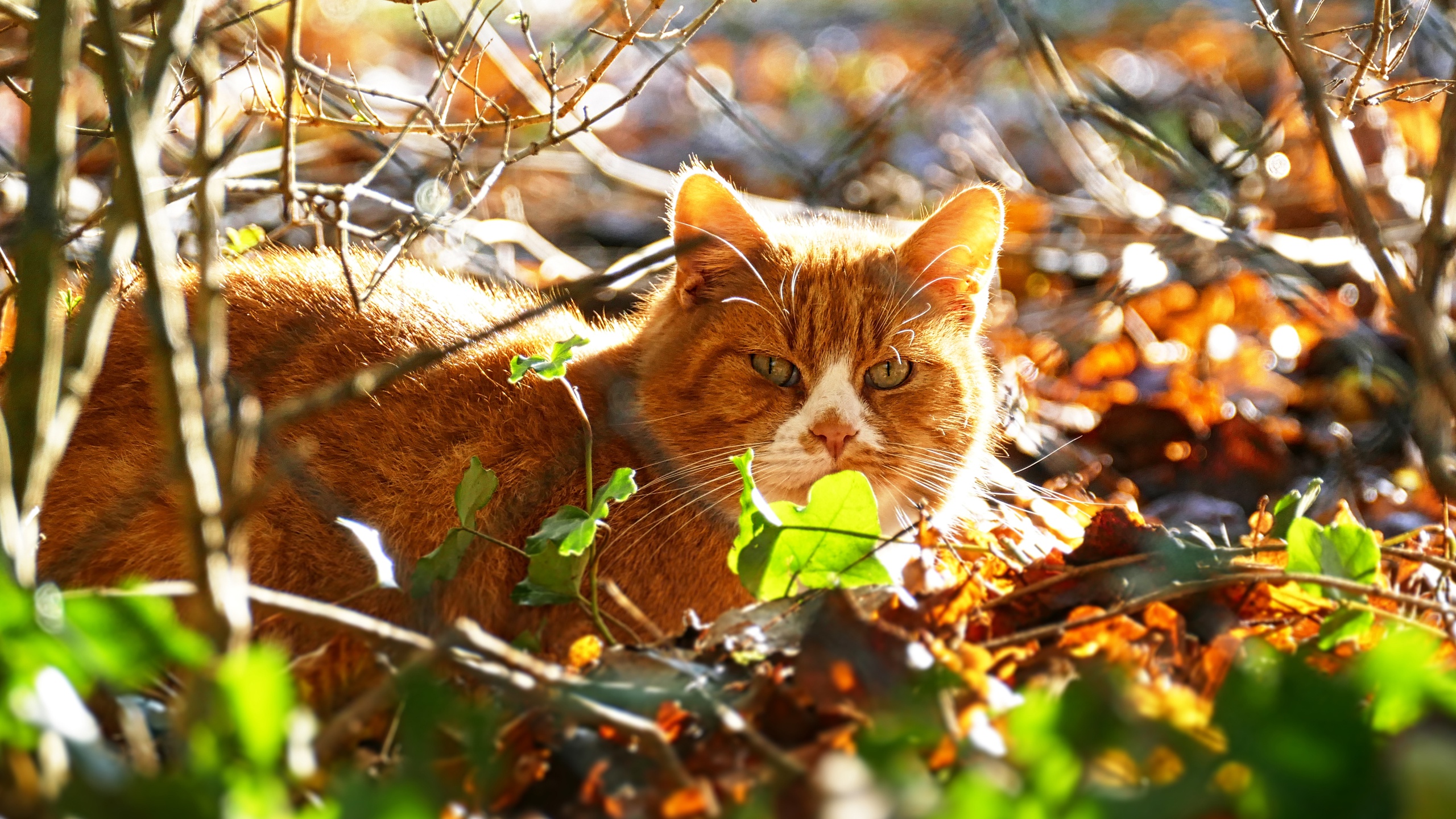 Laden Sie das Tiere, Katzen, Katze, Starren-Bild kostenlos auf Ihren PC-Desktop herunter