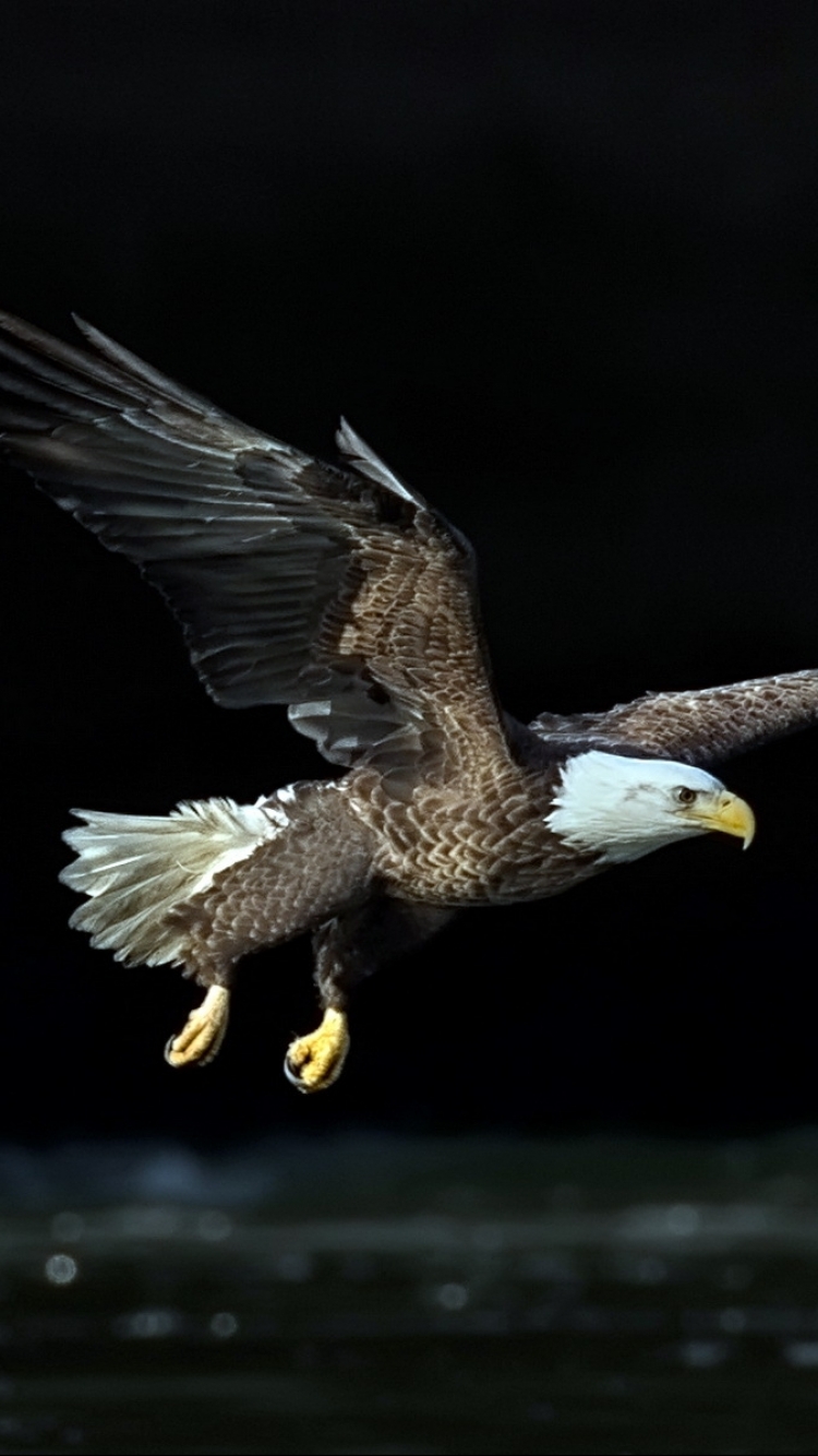 Handy-Wallpaper Tiere, Vögel, Weißkopfseeadler kostenlos herunterladen.