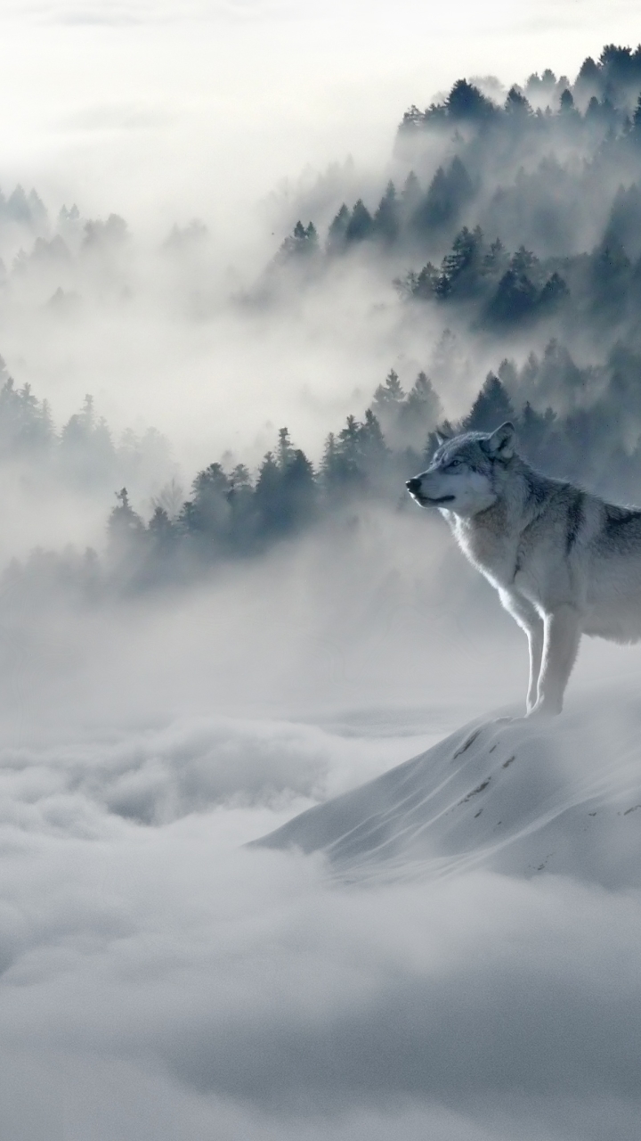 無料モバイル壁紙動物, オオカミ, 森, 霧, 狼, クラウドをダウンロードします。