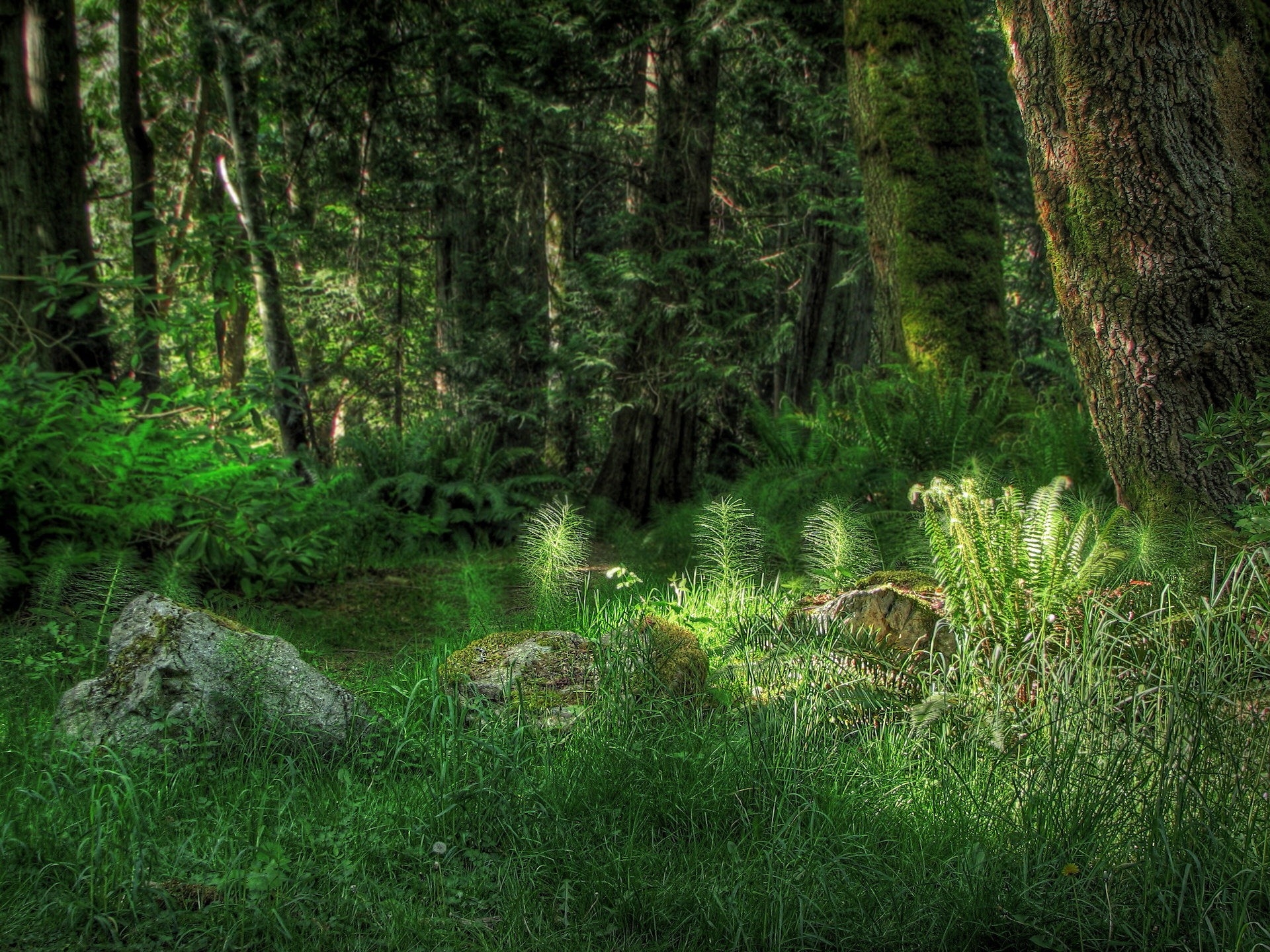 vegetation, nature, grass, rock, shine, light, fern, forest, stone HD wallpaper