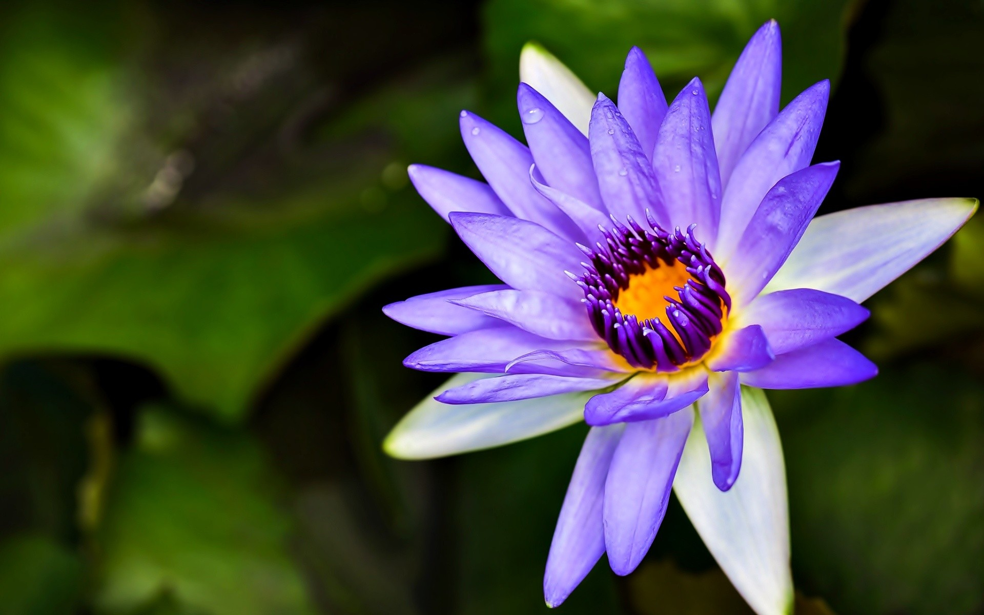 Download mobile wallpaper Flowers, Flower, Earth, Water Lily, Purple Flower for free.
