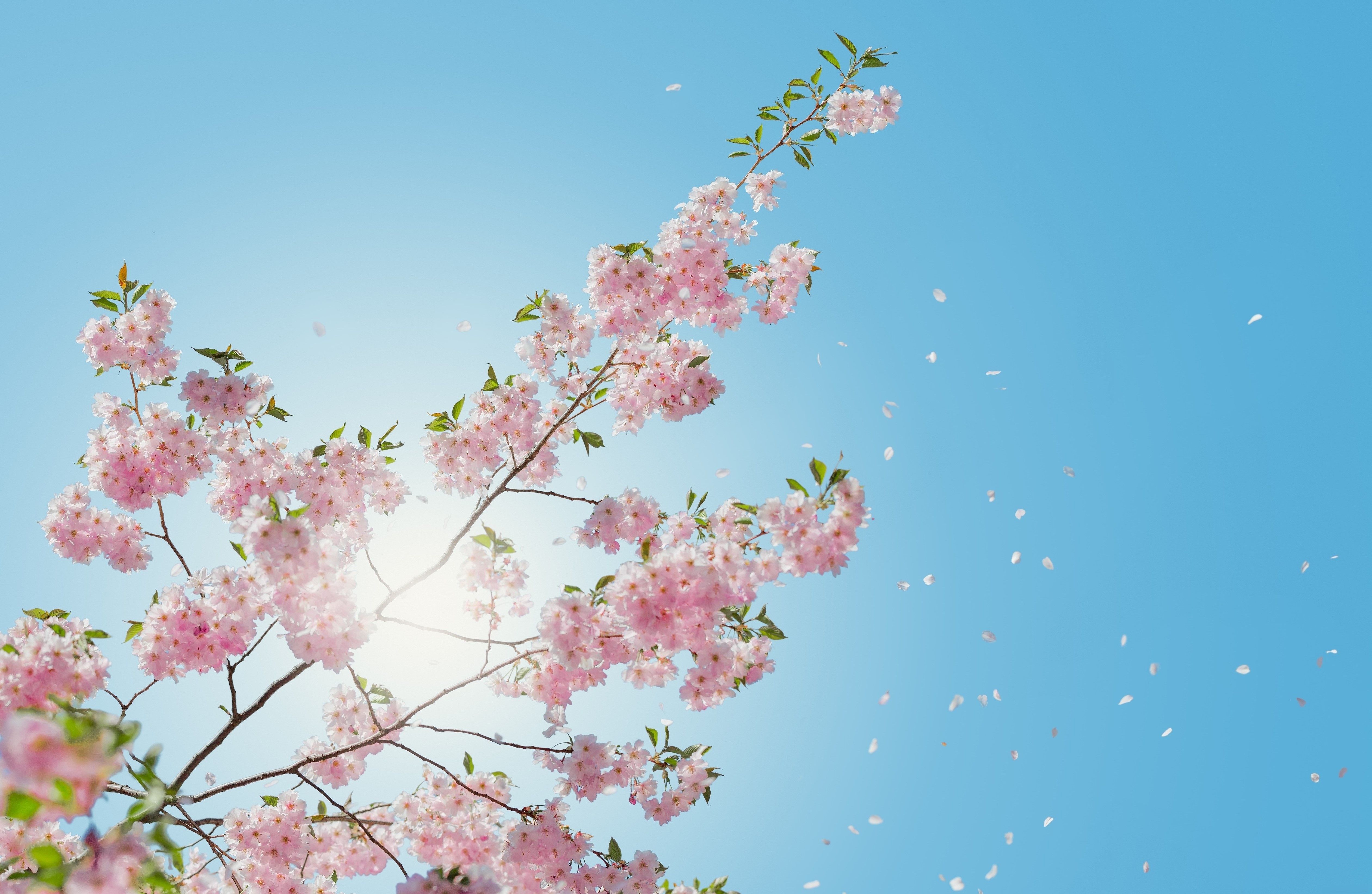 Baixar papel de parede para celular de Sakura, Florescer, Ramo, Terra/natureza gratuito.