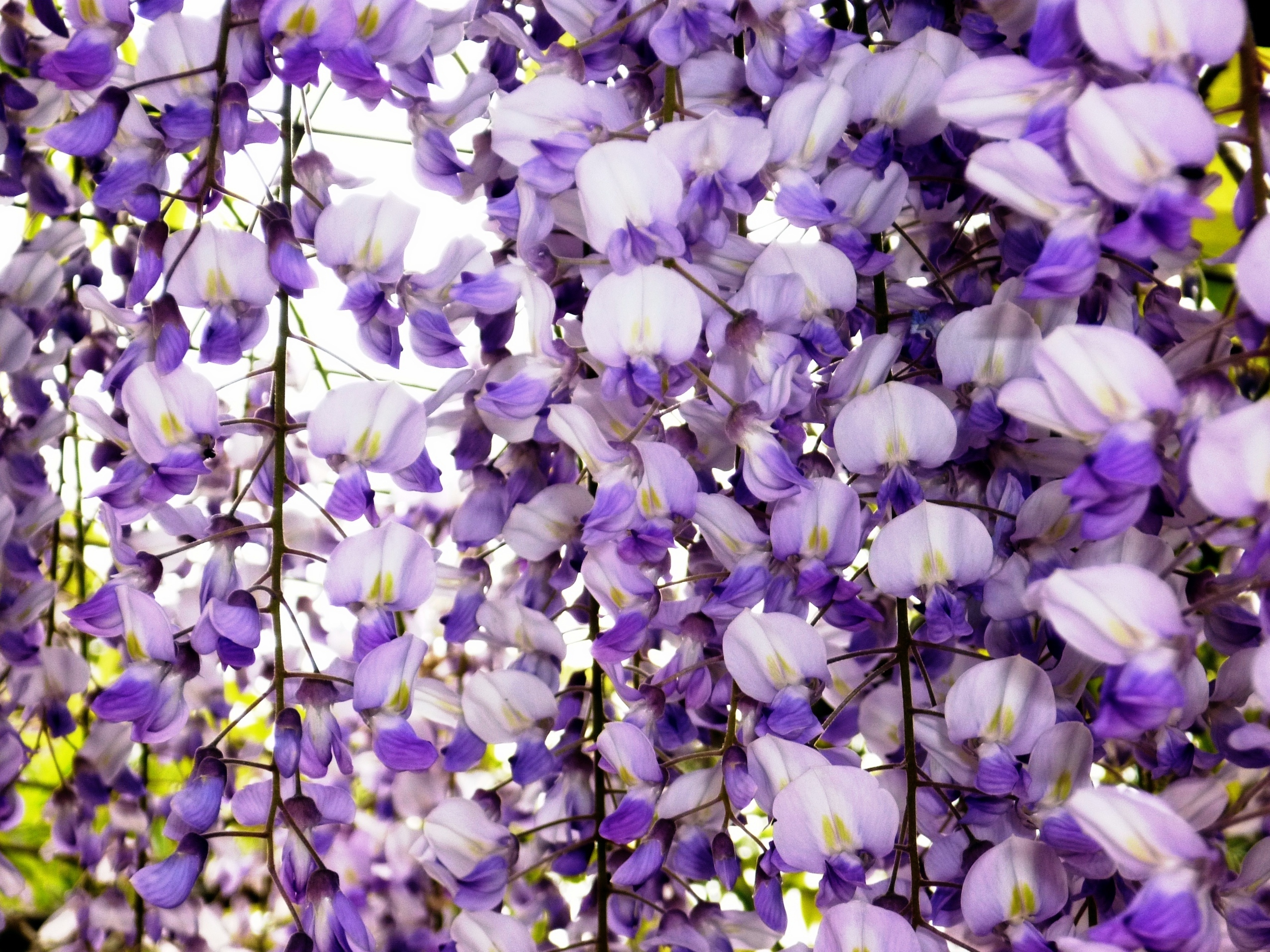 無料モバイル壁紙フラワーズ, 花, 地球, ぶどうの木, 紫色の花をダウンロードします。