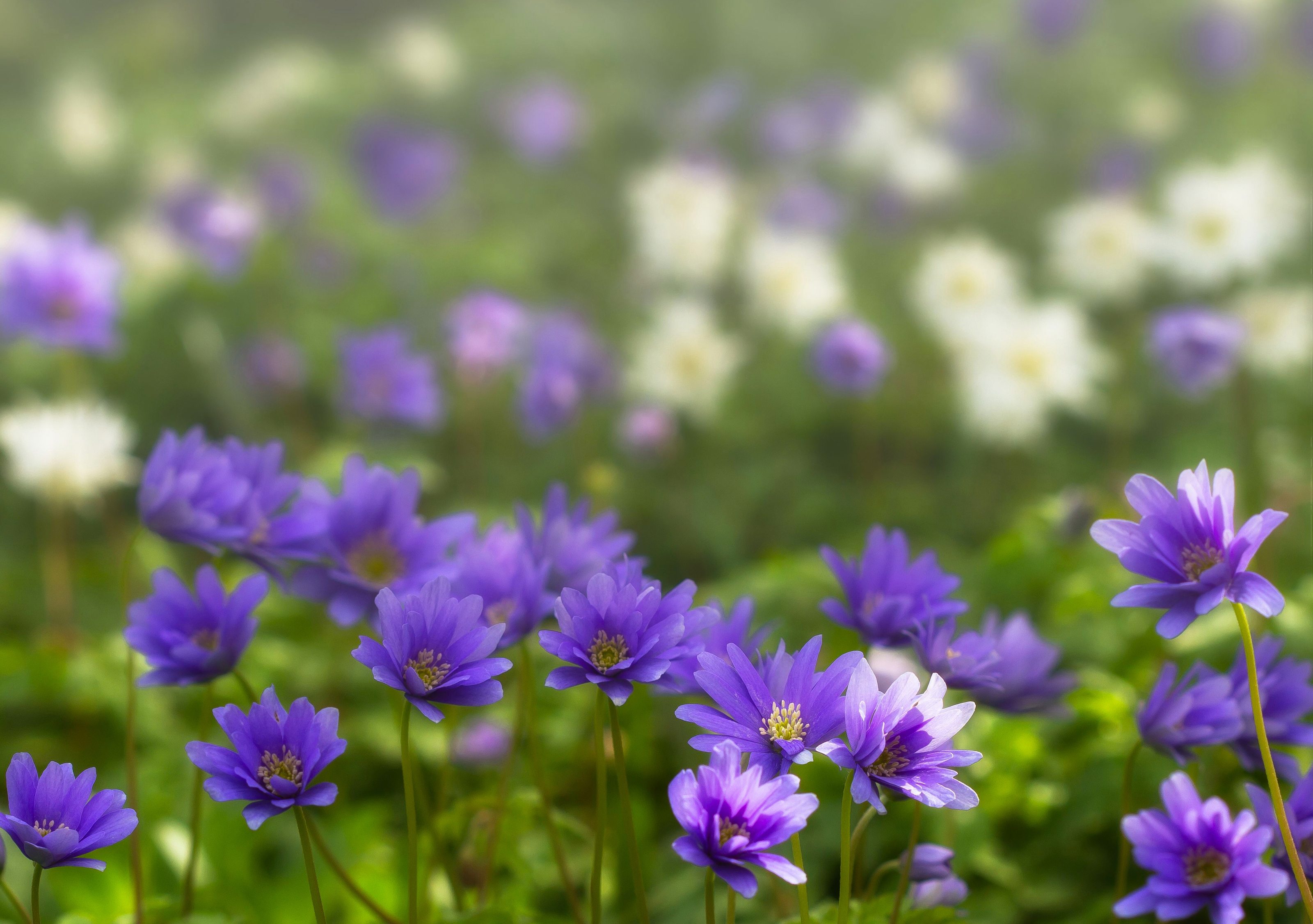 Download mobile wallpaper Nature, Flowers, Flower, Blur, Earth, Spring, Anemone, Purple Flower for free.