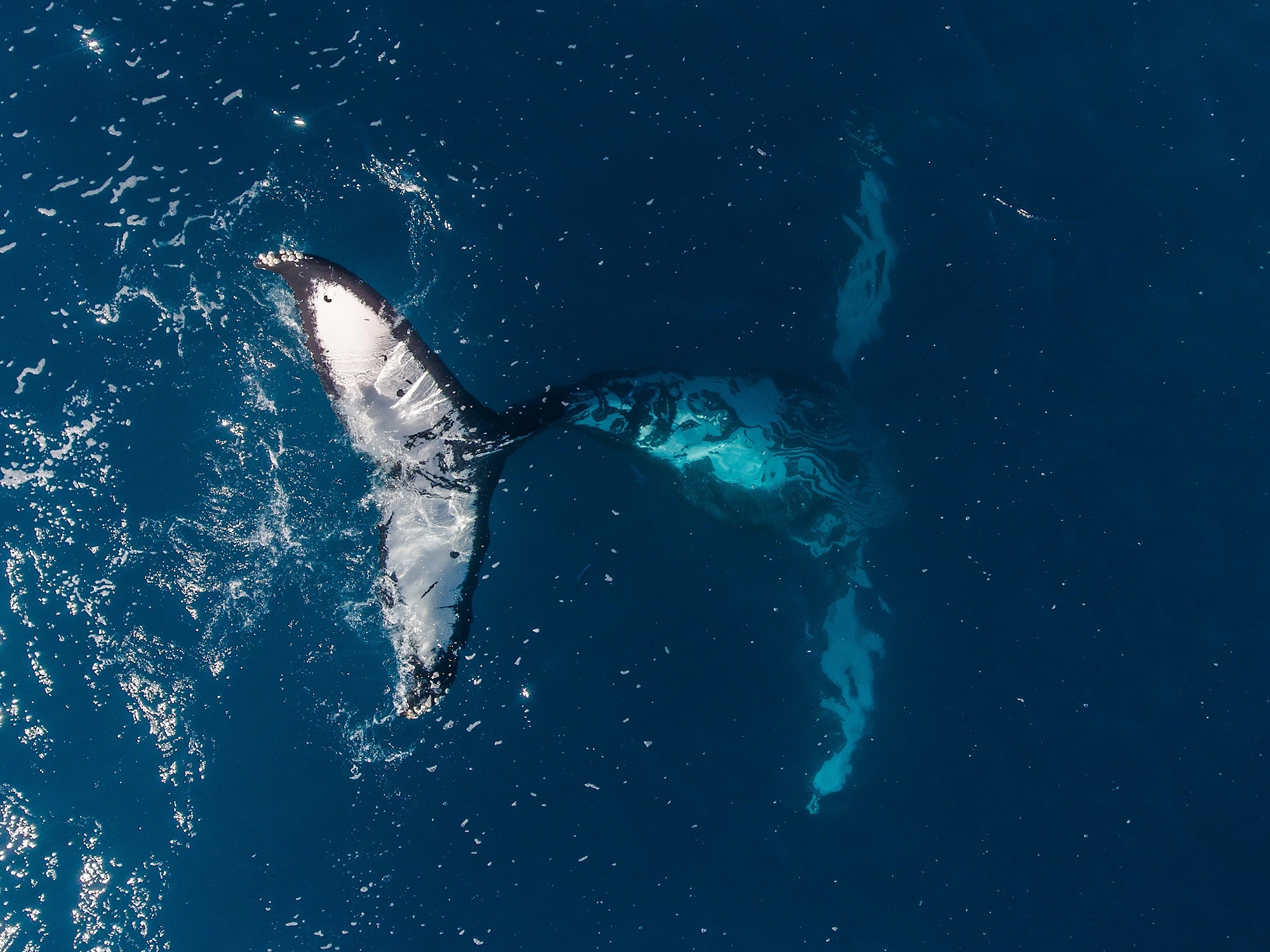 Download mobile wallpaper Animal, Whale, Aerial, Sea Life for free.