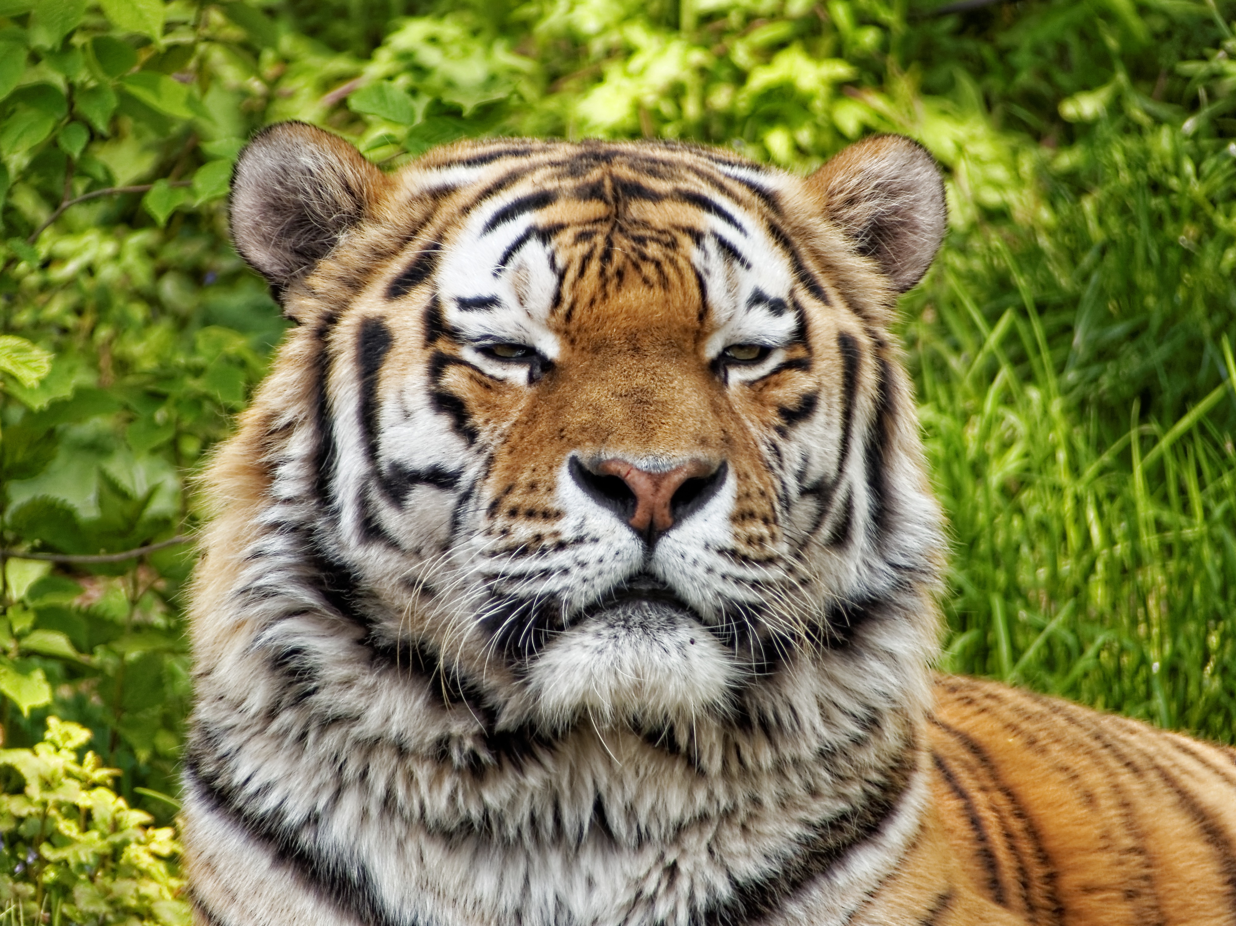 Download mobile wallpaper Muzzle, Predator, Big Cat, Animals, Tiger for free.