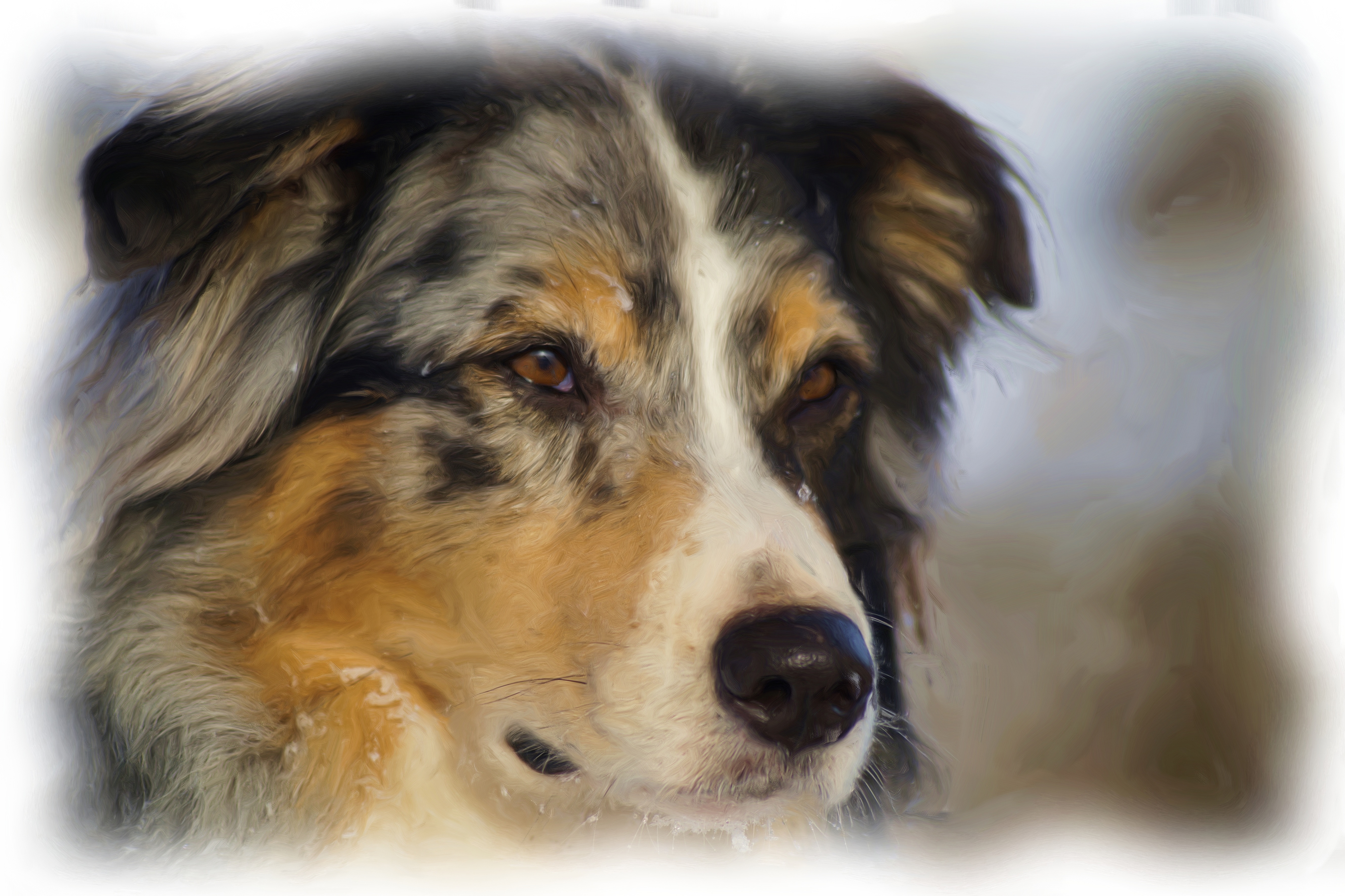Laden Sie das Tiere, Hunde, Hund, Süß, Malerei, Australischer Hirte, Gesicht, Ölgemälde-Bild kostenlos auf Ihren PC-Desktop herunter