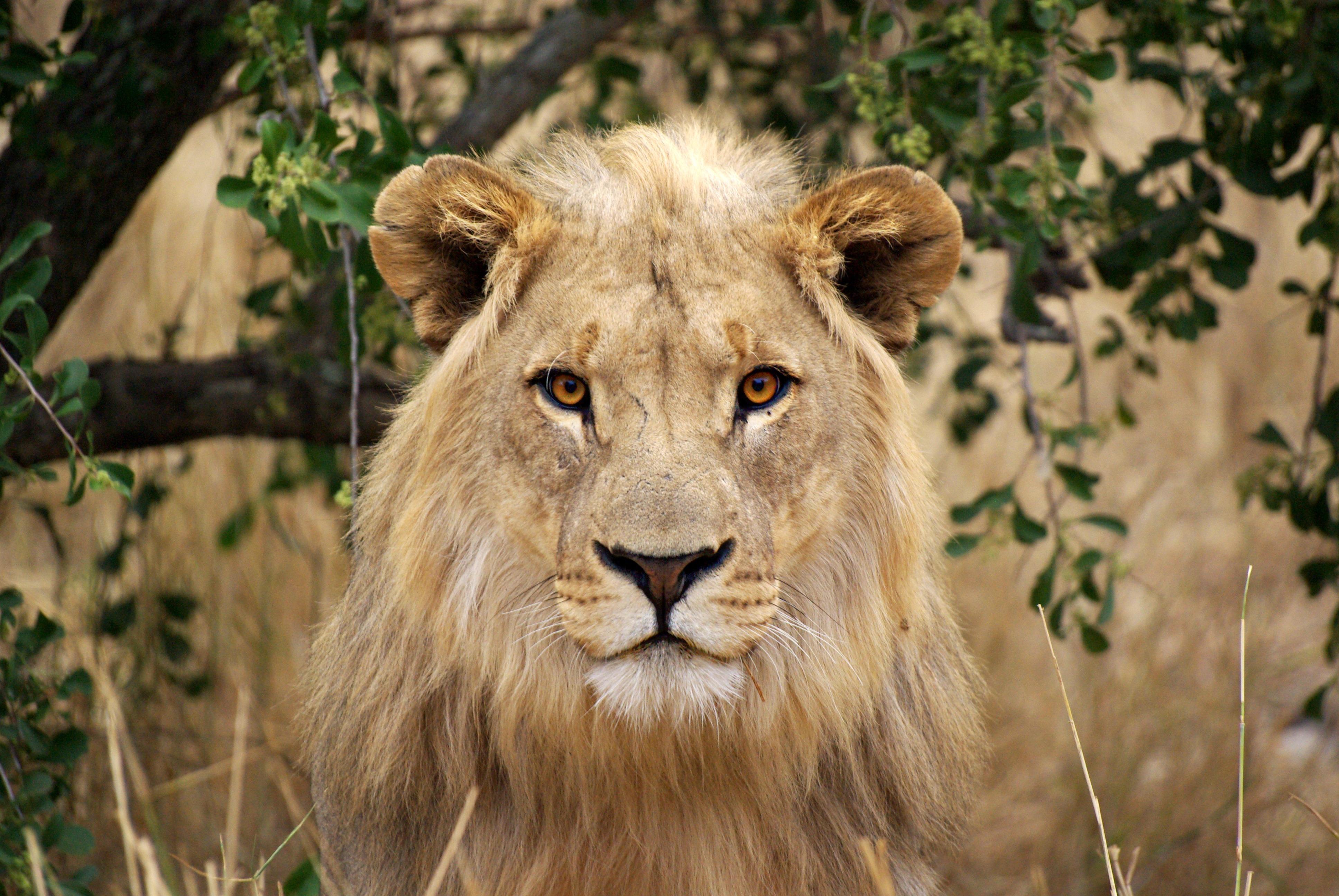 無料モバイル壁紙動物, ライオン, 猫, 見詰めるをダウンロードします。