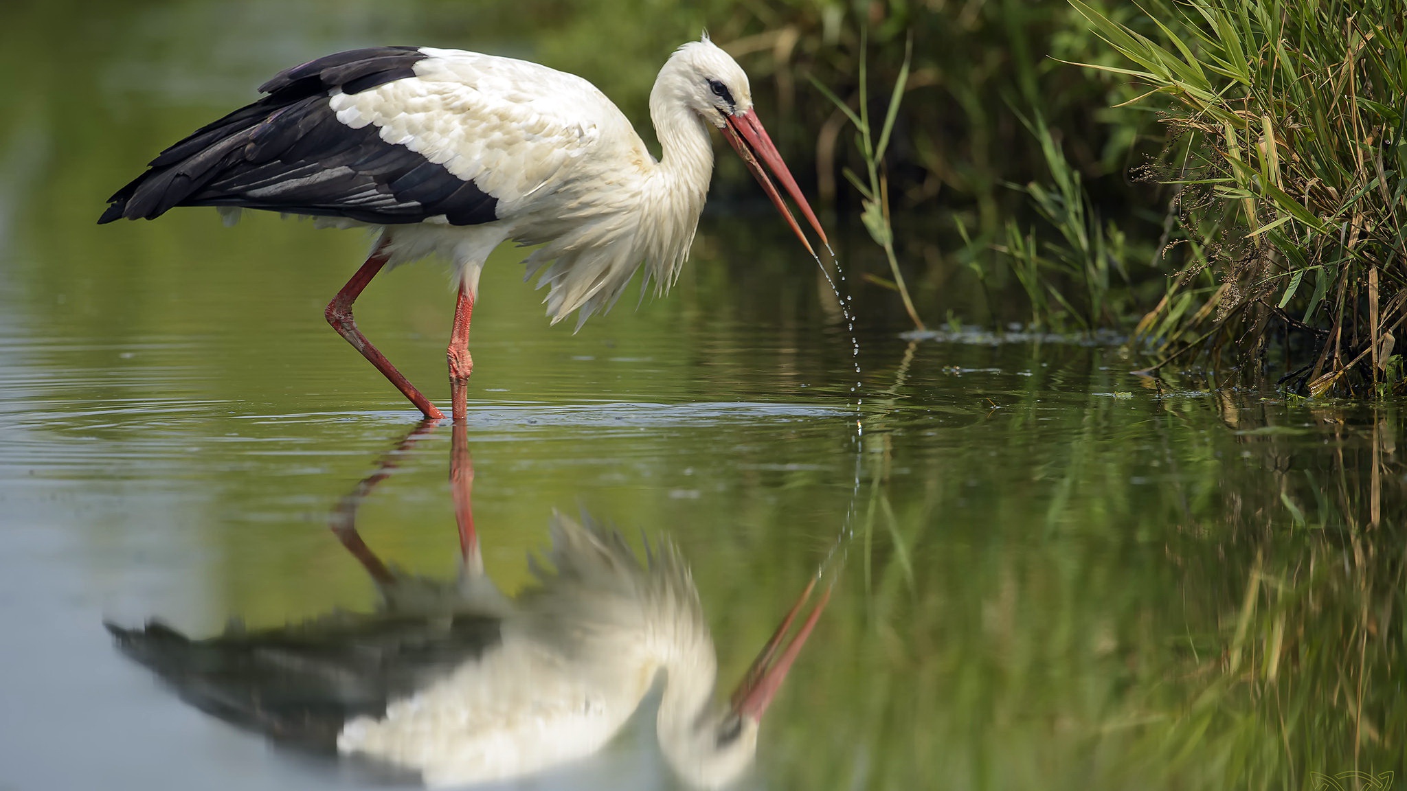 Download mobile wallpaper Birds, Reflection, Bird, Animal, White Stork for free.