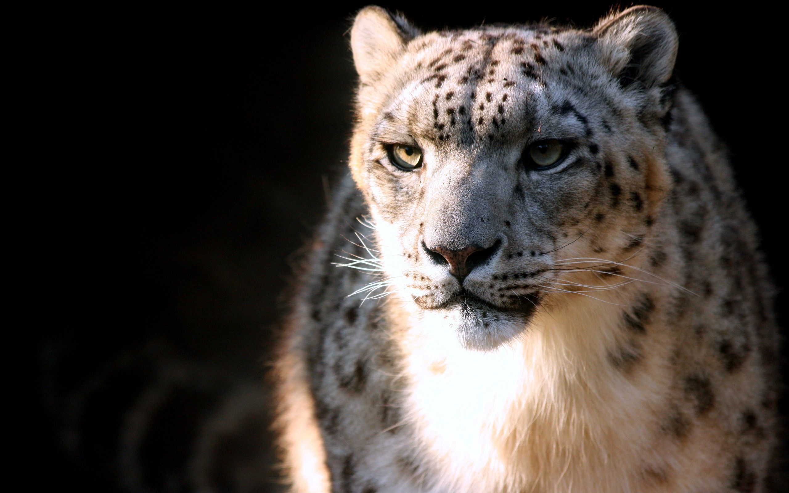 Free download wallpaper Snow Leopard, Muzzle, Predator, Animals, Big Cat on your PC desktop