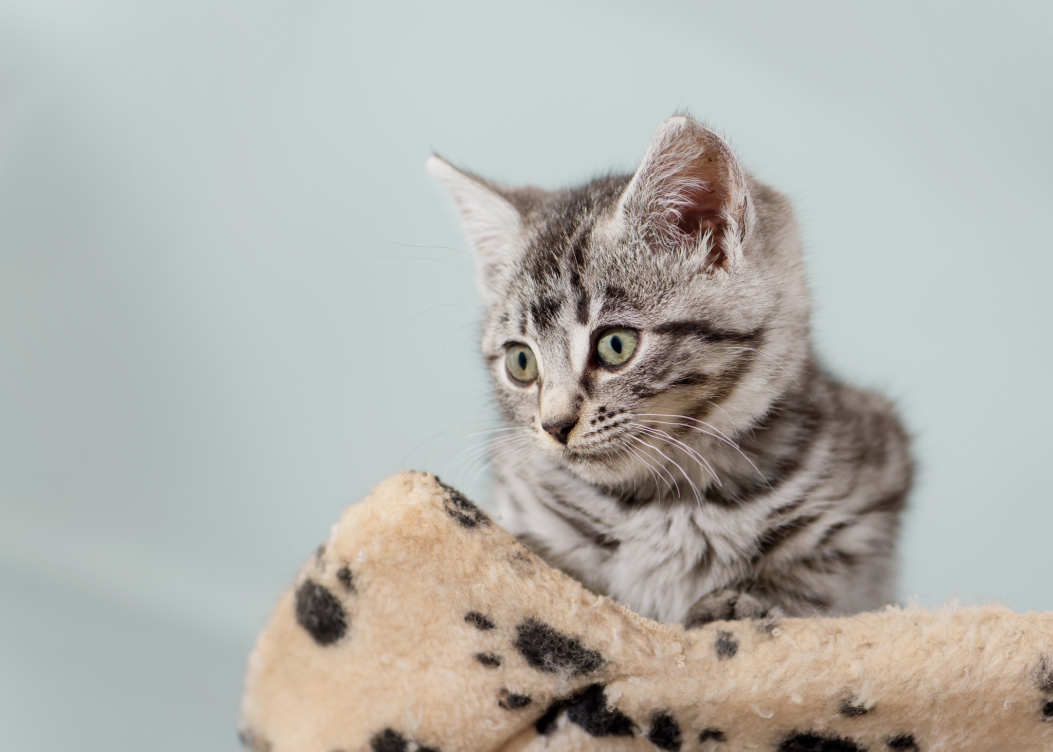 Baixe gratuitamente a imagem Animais, Gatos, Gato na área de trabalho do seu PC