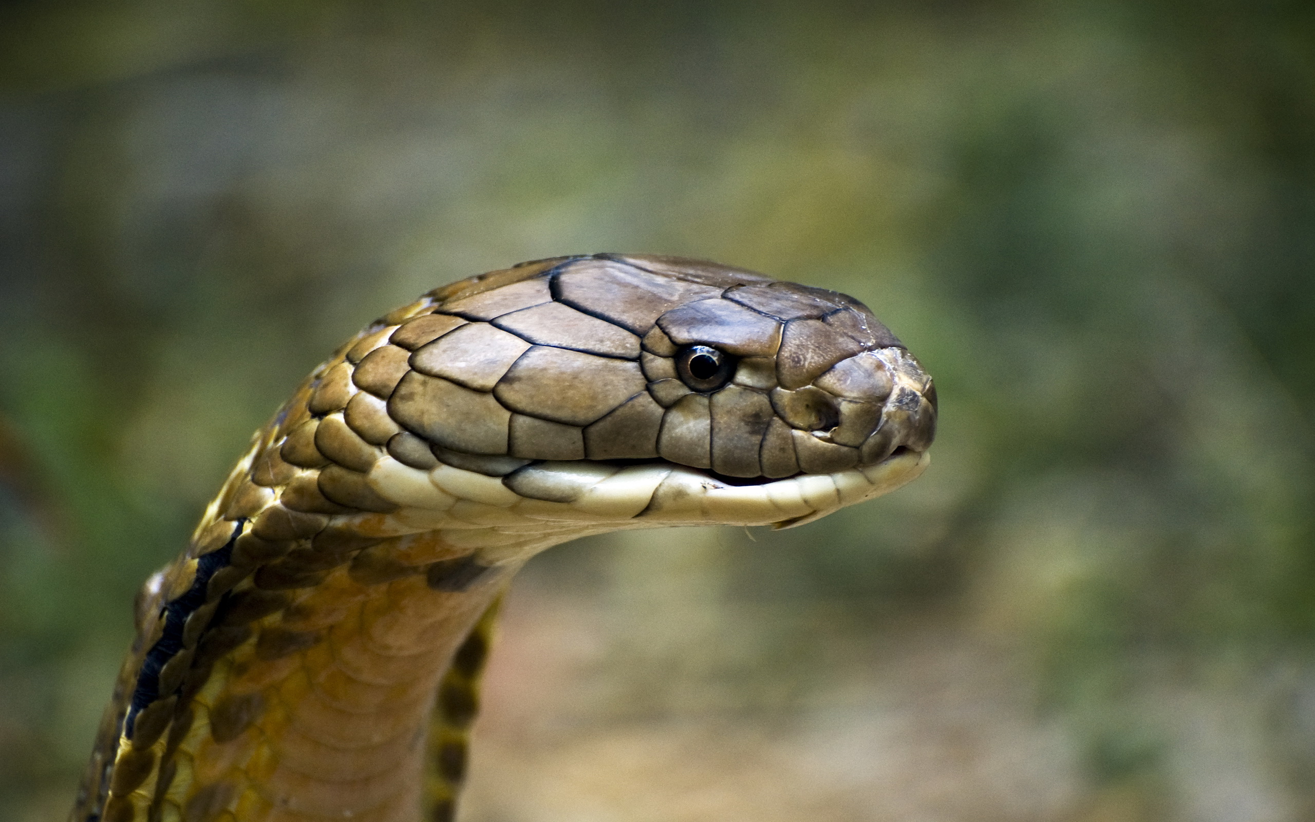 357256 Hintergrundbild herunterladen tiere, königskobra, kobra, schlange, reptilien - Bildschirmschoner und Bilder kostenlos