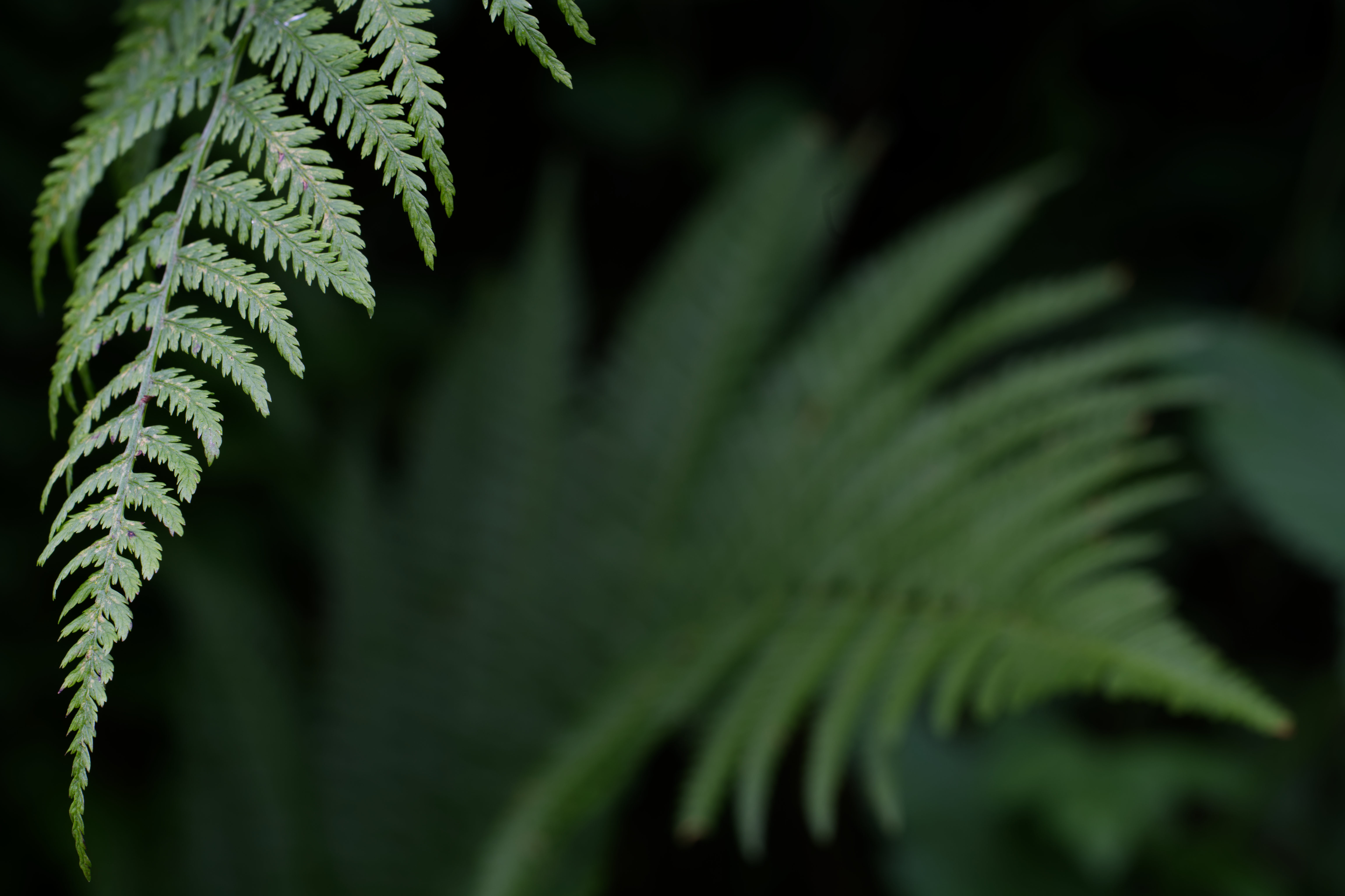 fern, green, plant, macro, close up, leaflet