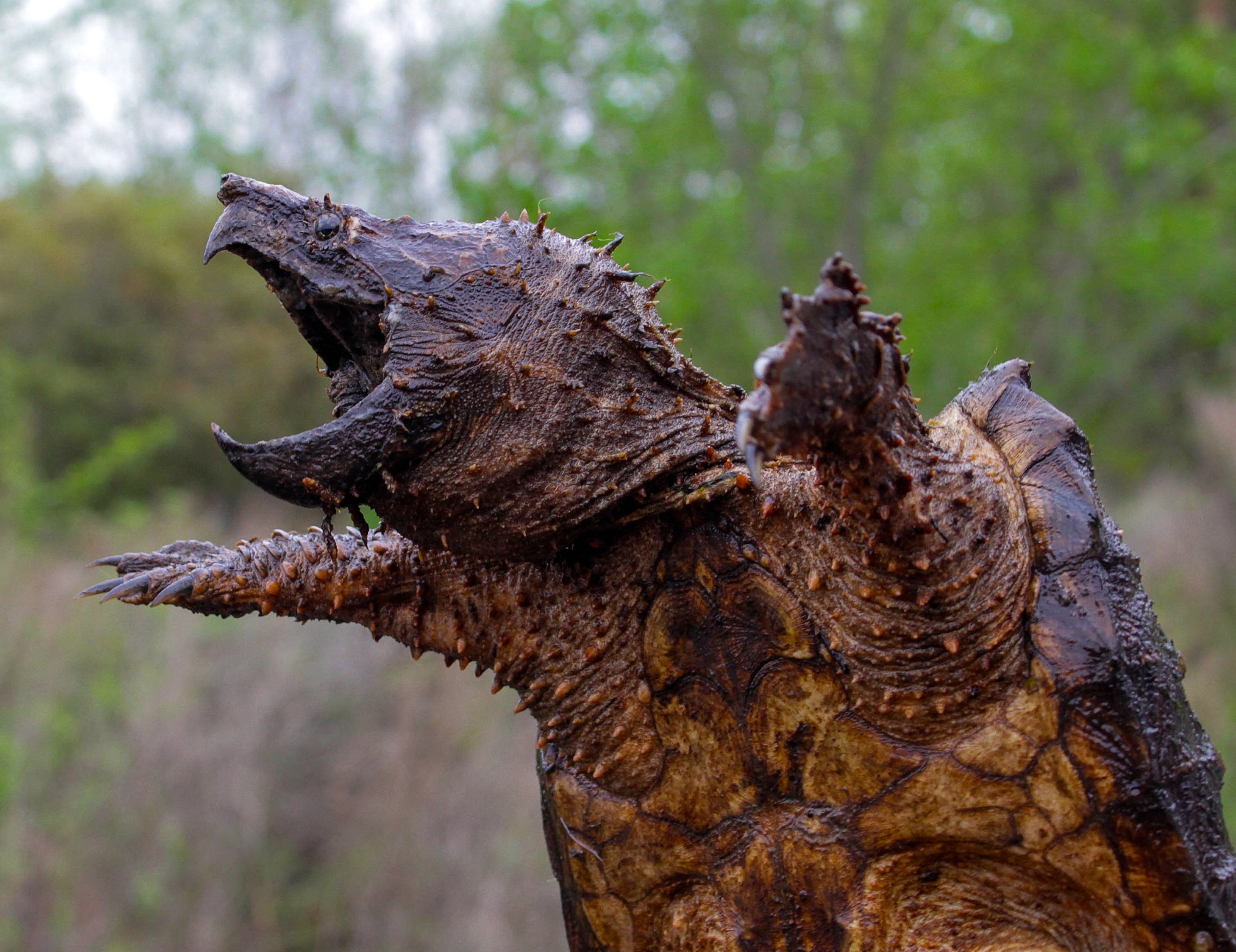 Завантажити шпалери Черепаха Алігатор на телефон безкоштовно