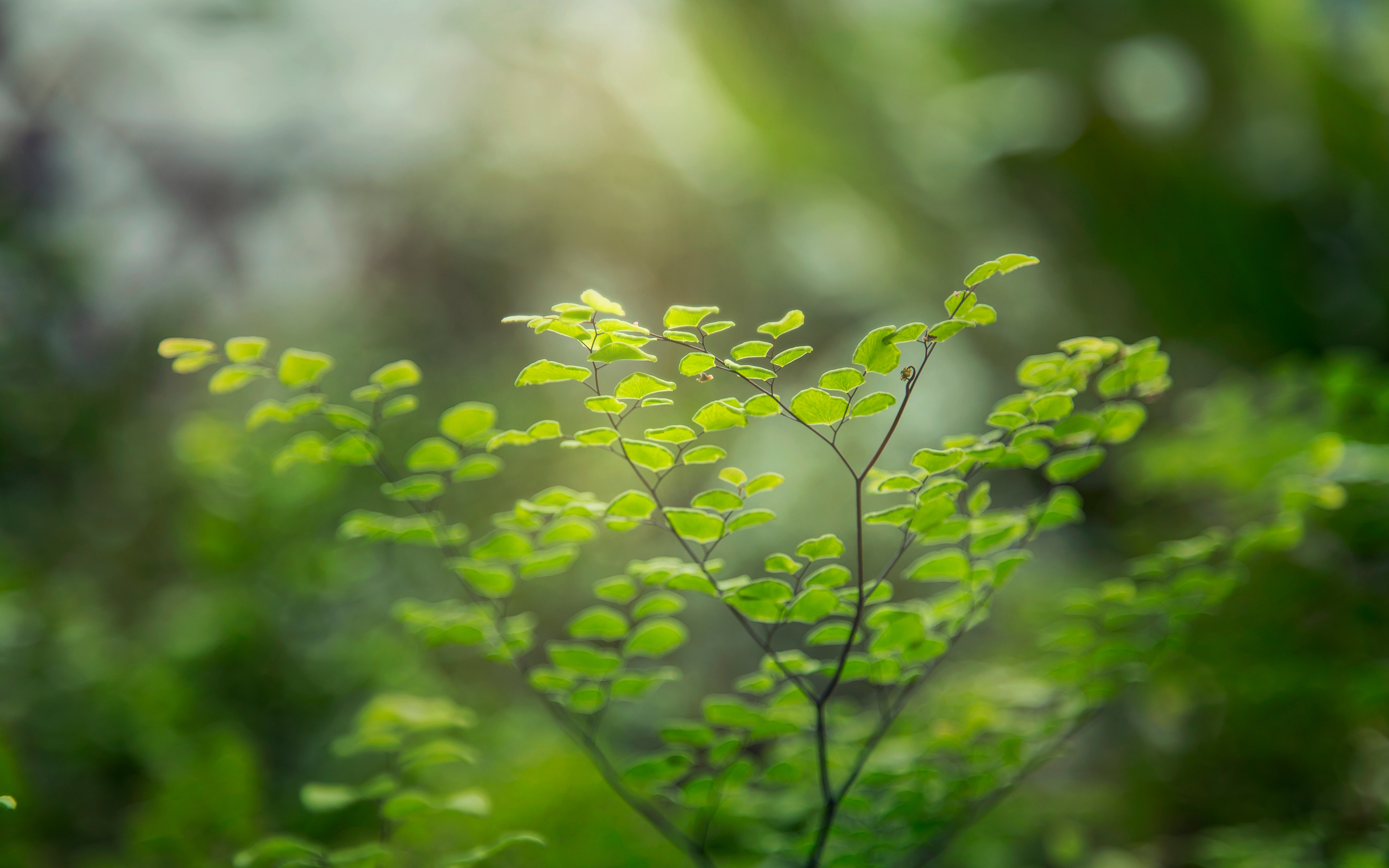 Download mobile wallpaper Nature, Fern, Close Up, Branch, Earth, Bokeh for free.