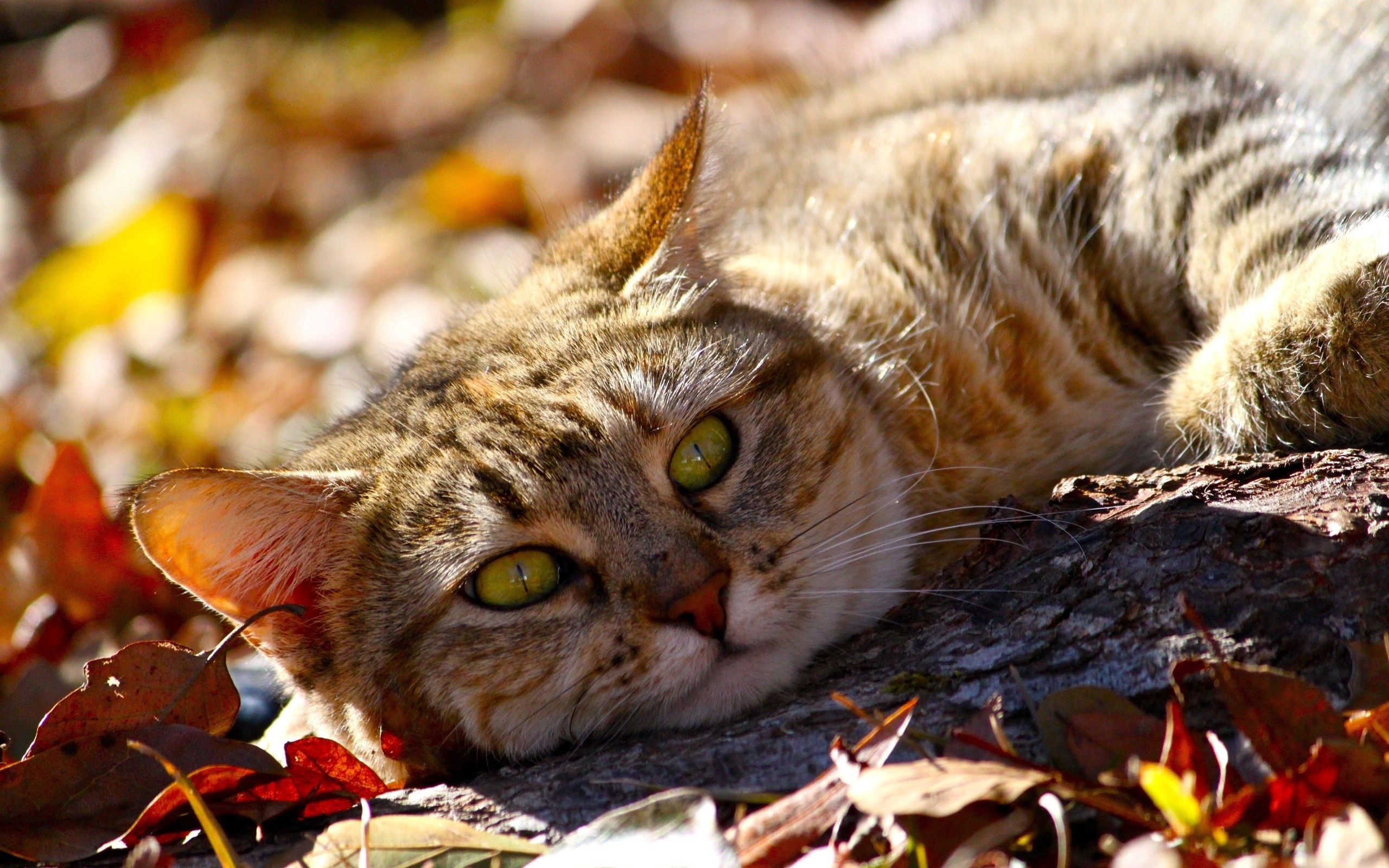Download mobile wallpaper To Lie Down, Lie, Foliage, Animals, Cat, Autumn for free.