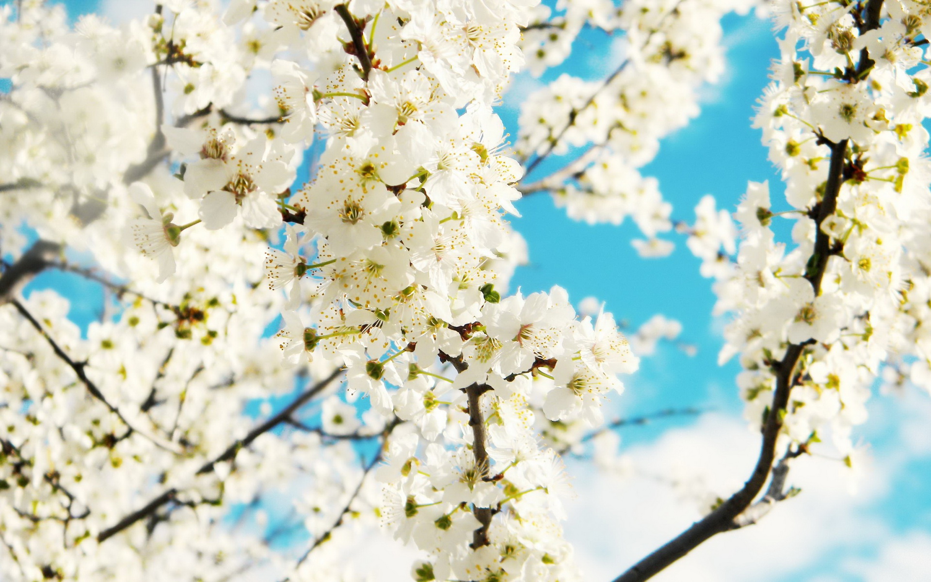 Laden Sie das Frühling, Erde/natur-Bild kostenlos auf Ihren PC-Desktop herunter