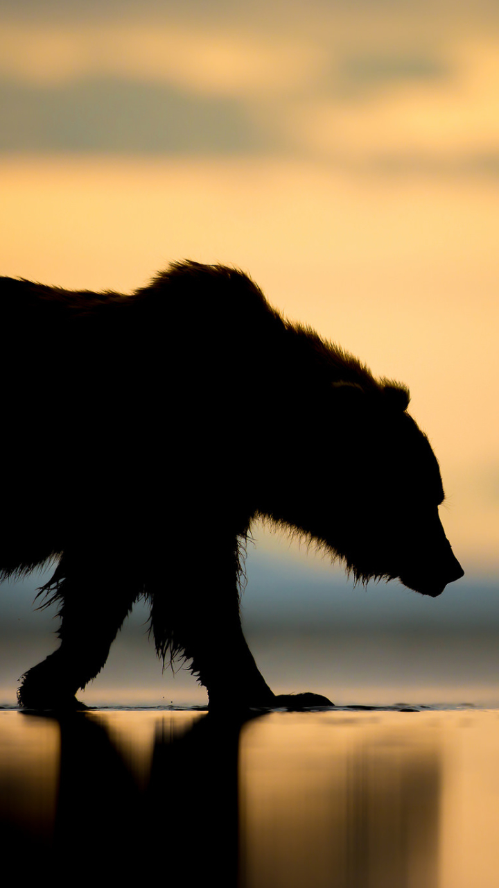 Скачати мобільні шпалери Ведмеді, Силует, Ведмідь, Тварина, Аляска, Захід Сонця безкоштовно.