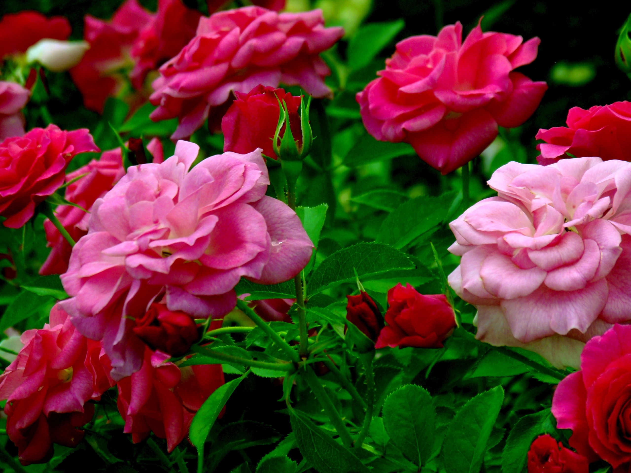 376554壁紙のダウンロード地球, ローズブッシュ, 花, ピンクの花, 薔薇, 幹, フラワーズ-スクリーンセーバーと写真を無料で