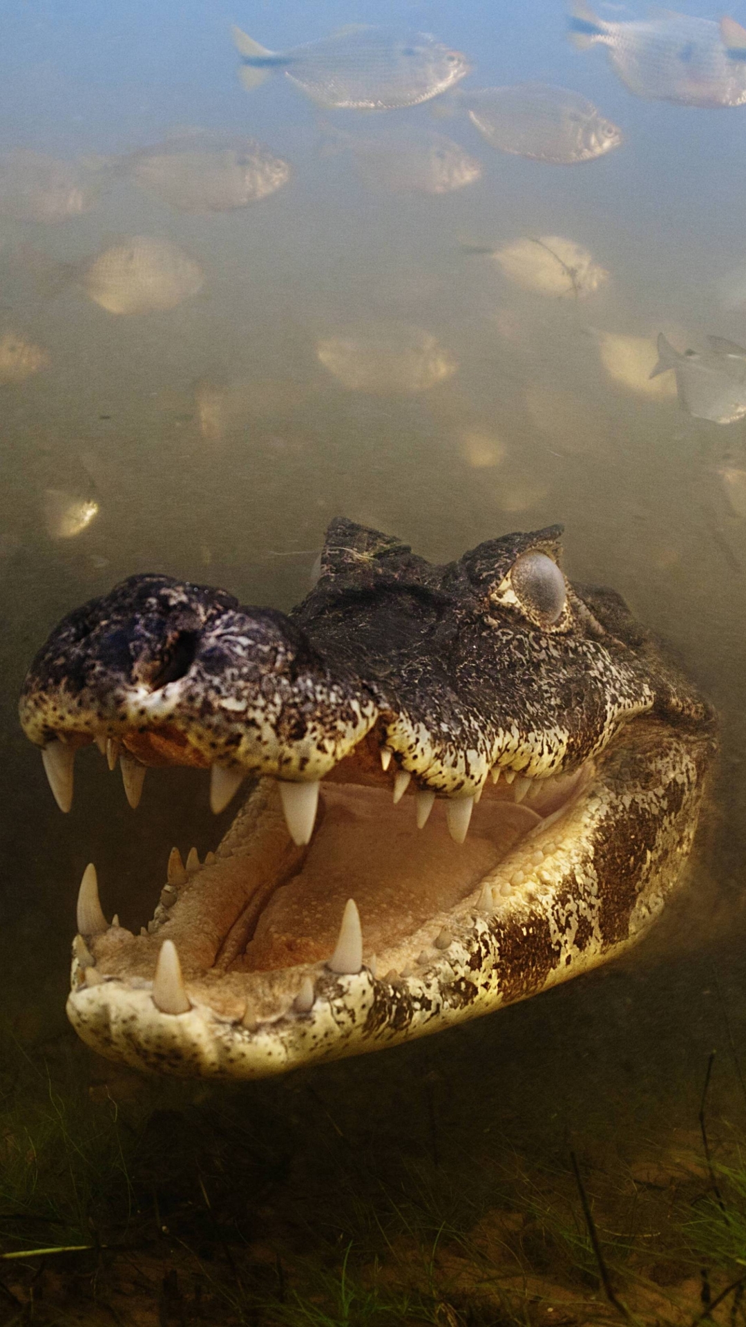 Baixar papel de parede para celular de Animais, Répteis, Crocodilo gratuito.