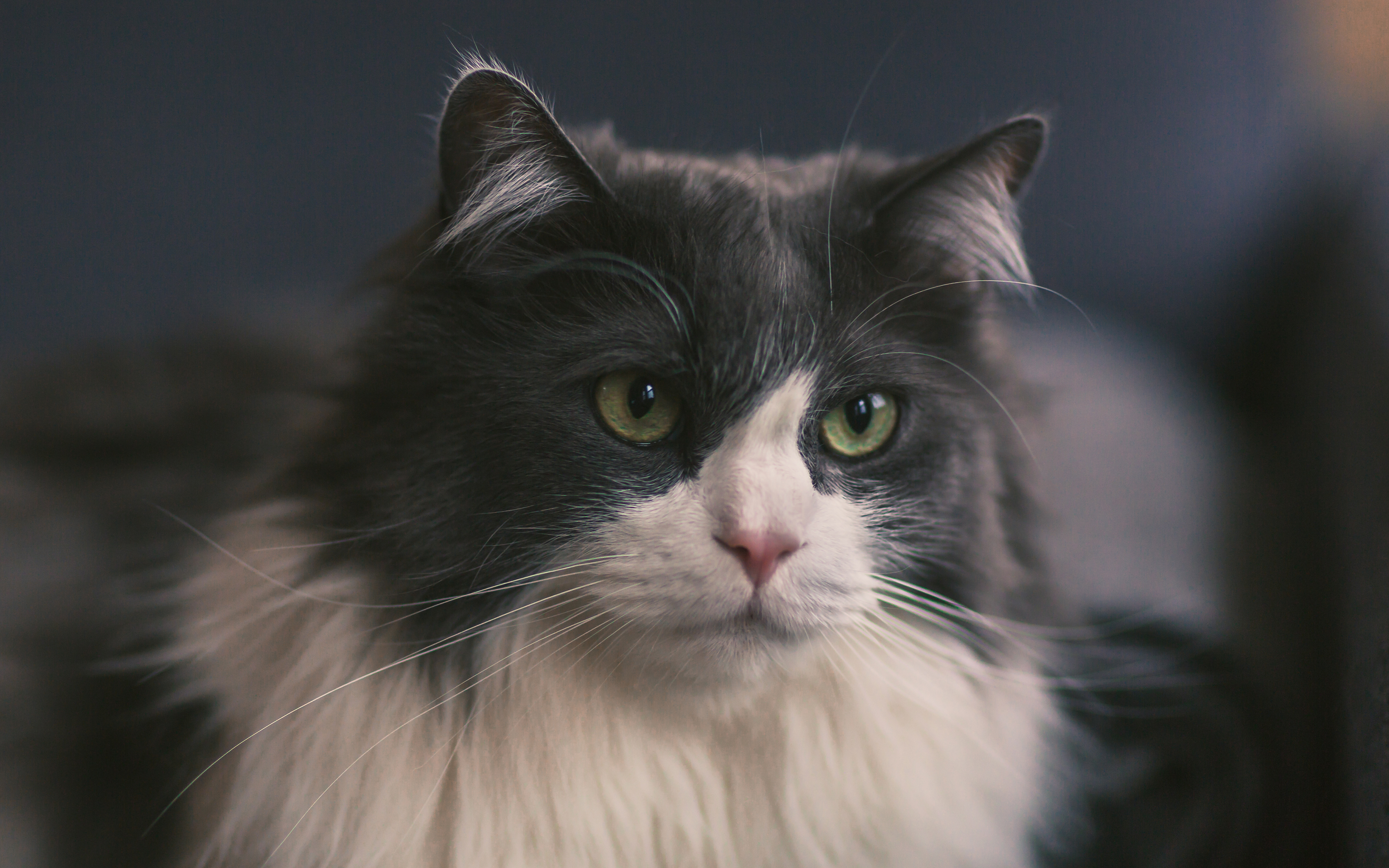 Baixe gratuitamente a imagem Animais, Gatos, Gato na área de trabalho do seu PC