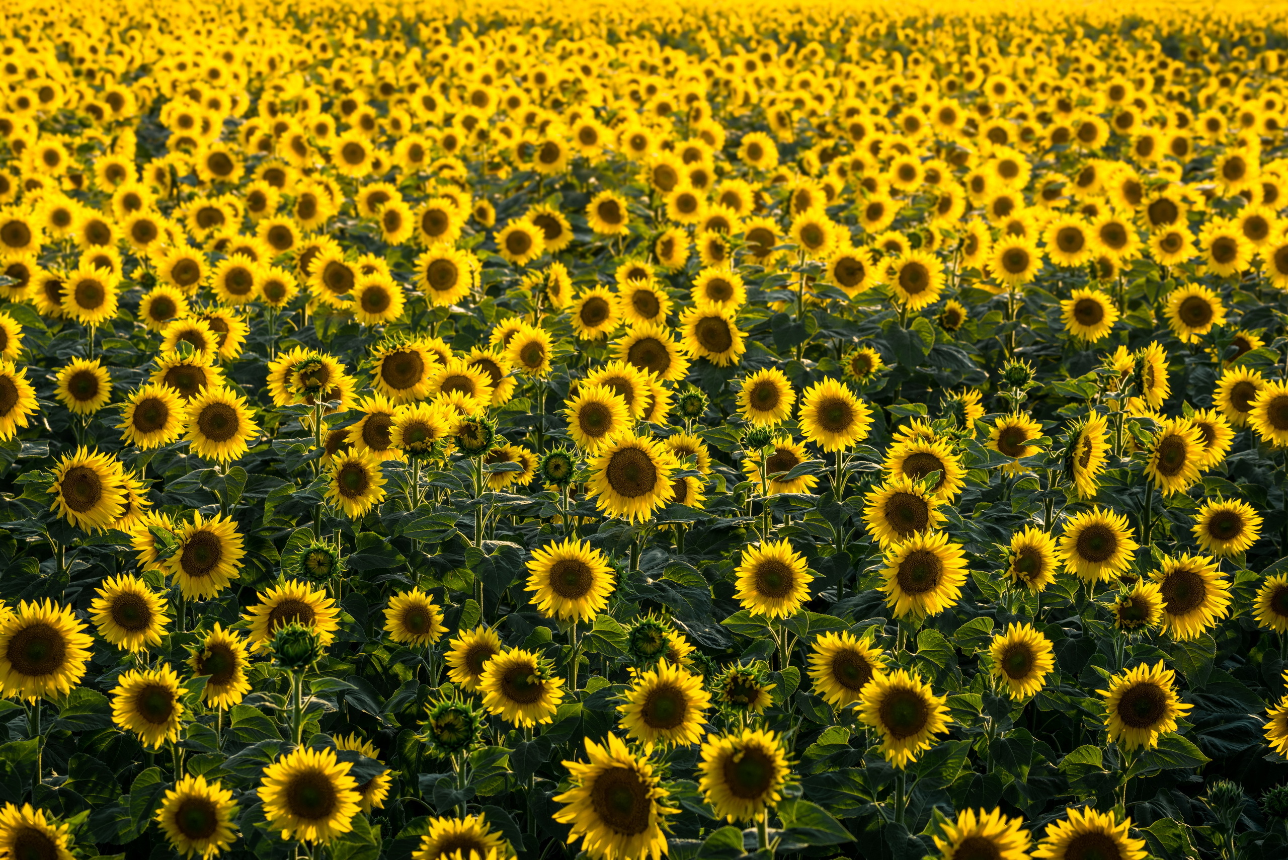 387736 télécharger l'image fleur jaune, fleur, été, champ, terre/nature, tournesol, la nature, fleurs - fonds d'écran et économiseurs d'écran gratuits
